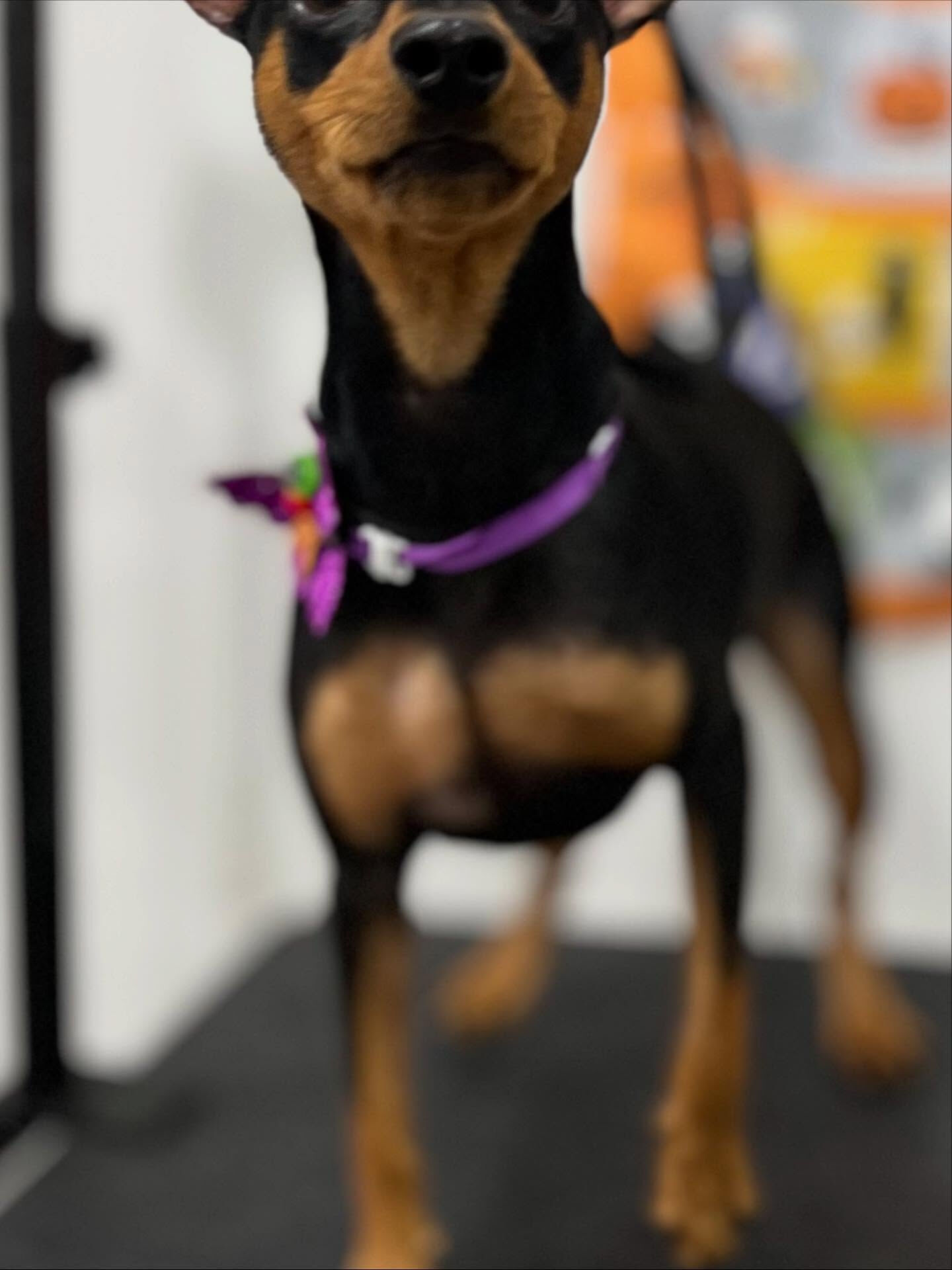 ご来店いただいたジャックくんです🐶✨