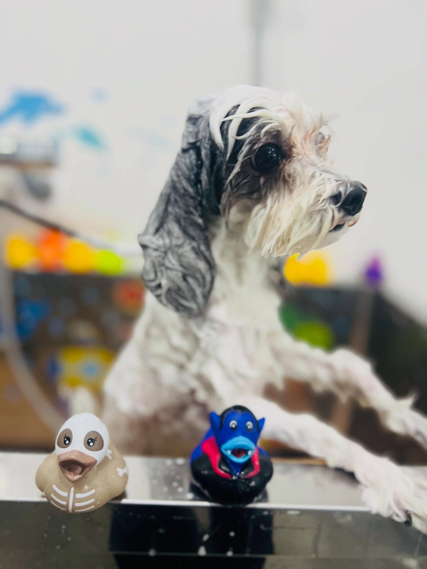 ご来店いただいたメルくんです🐶✨