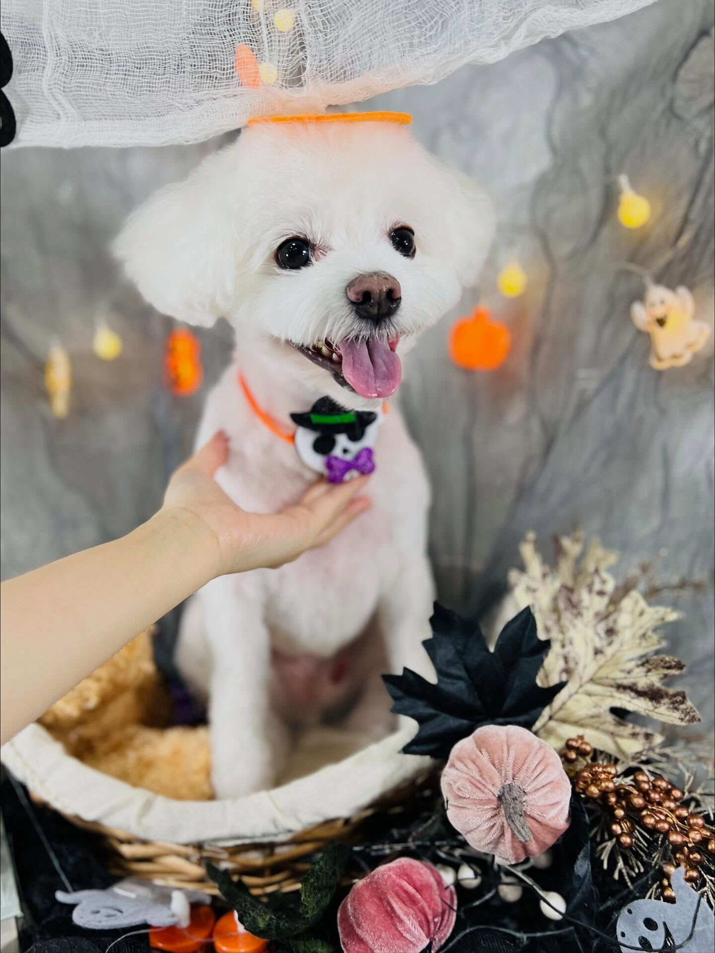 ご来店いただいたしらすくんです🐶✨