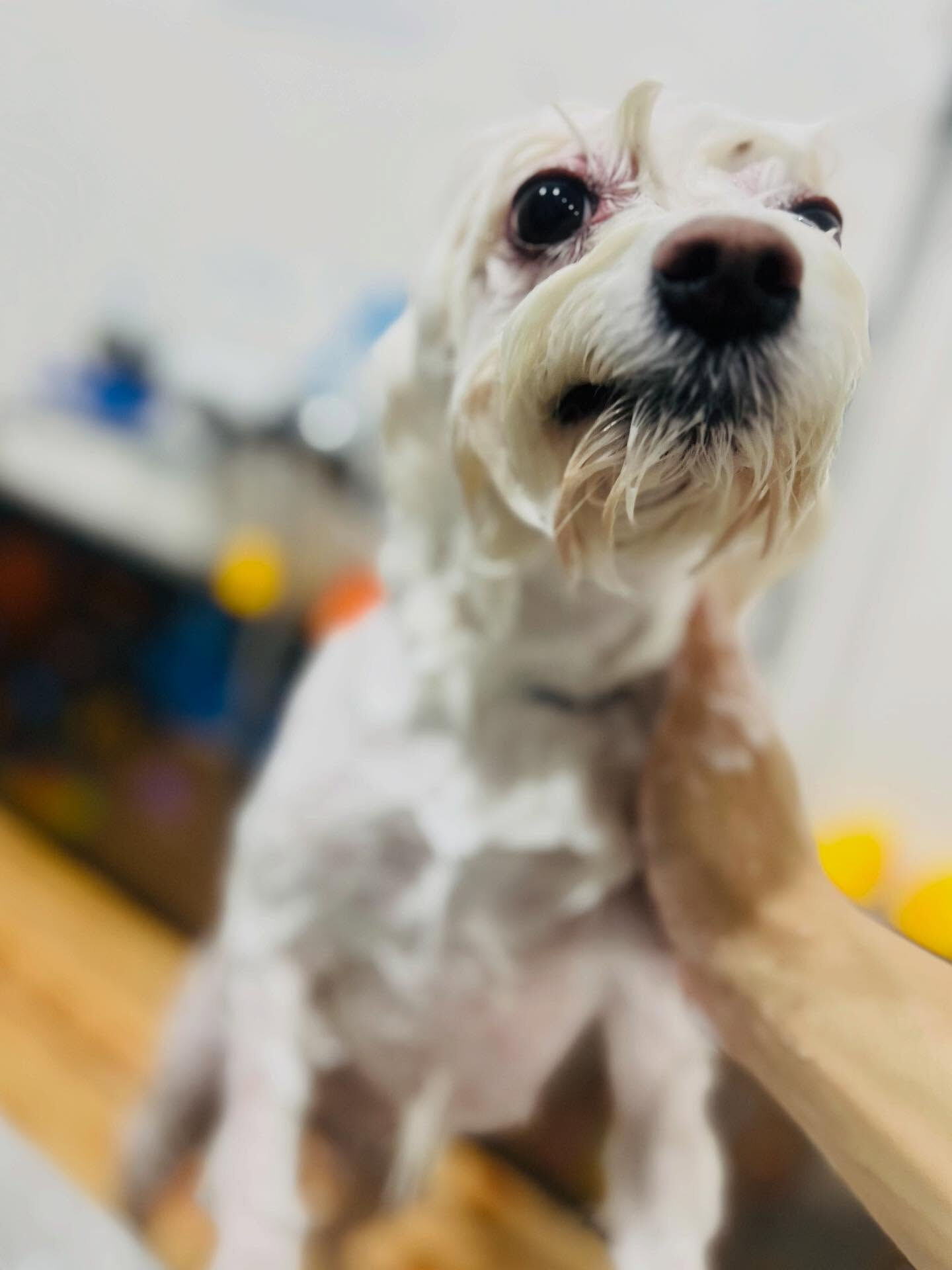 ご来店いただいたしらすくんです🐶✨
