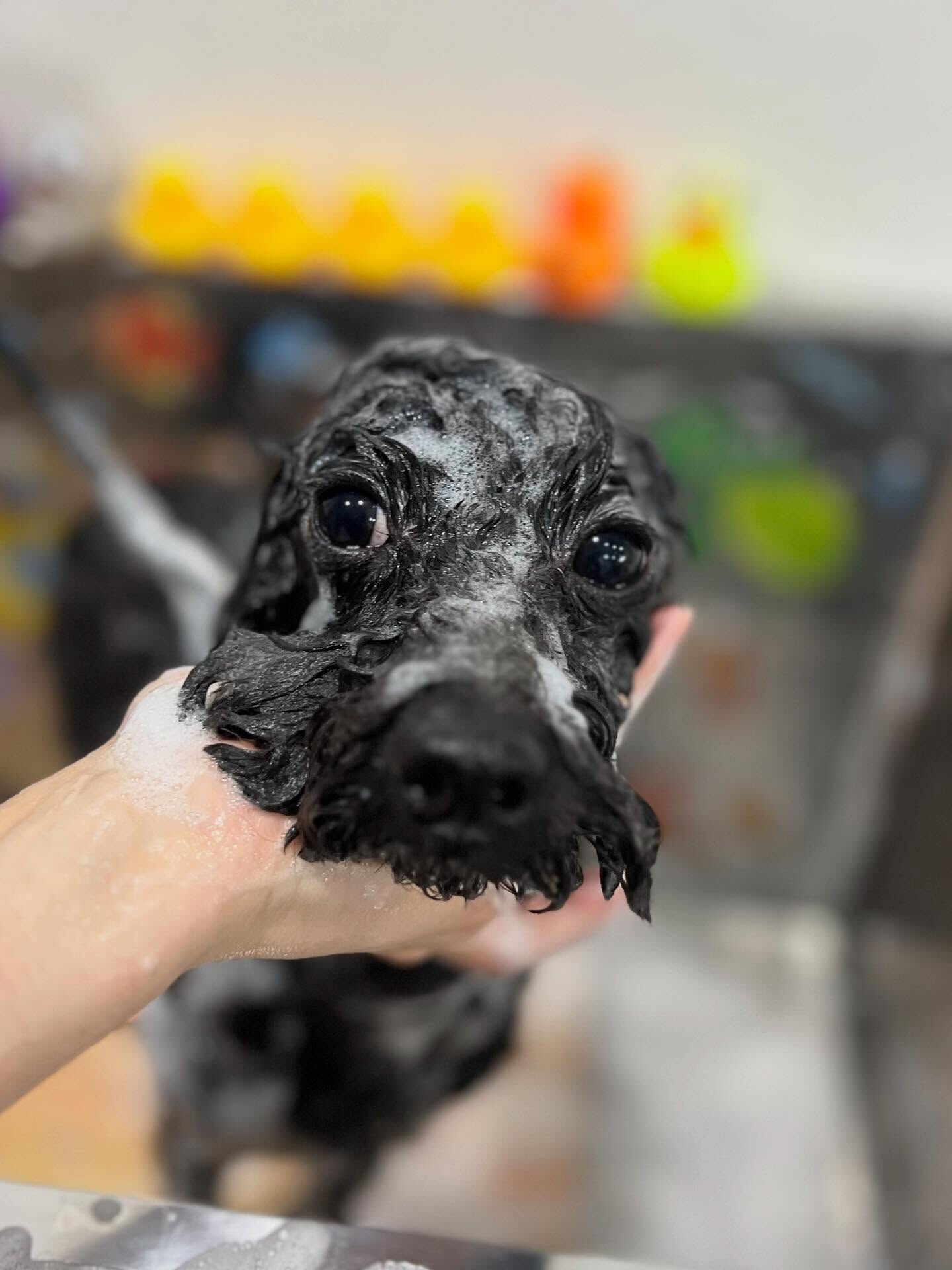 ご来店いただいたくろすけくんです🐶✨