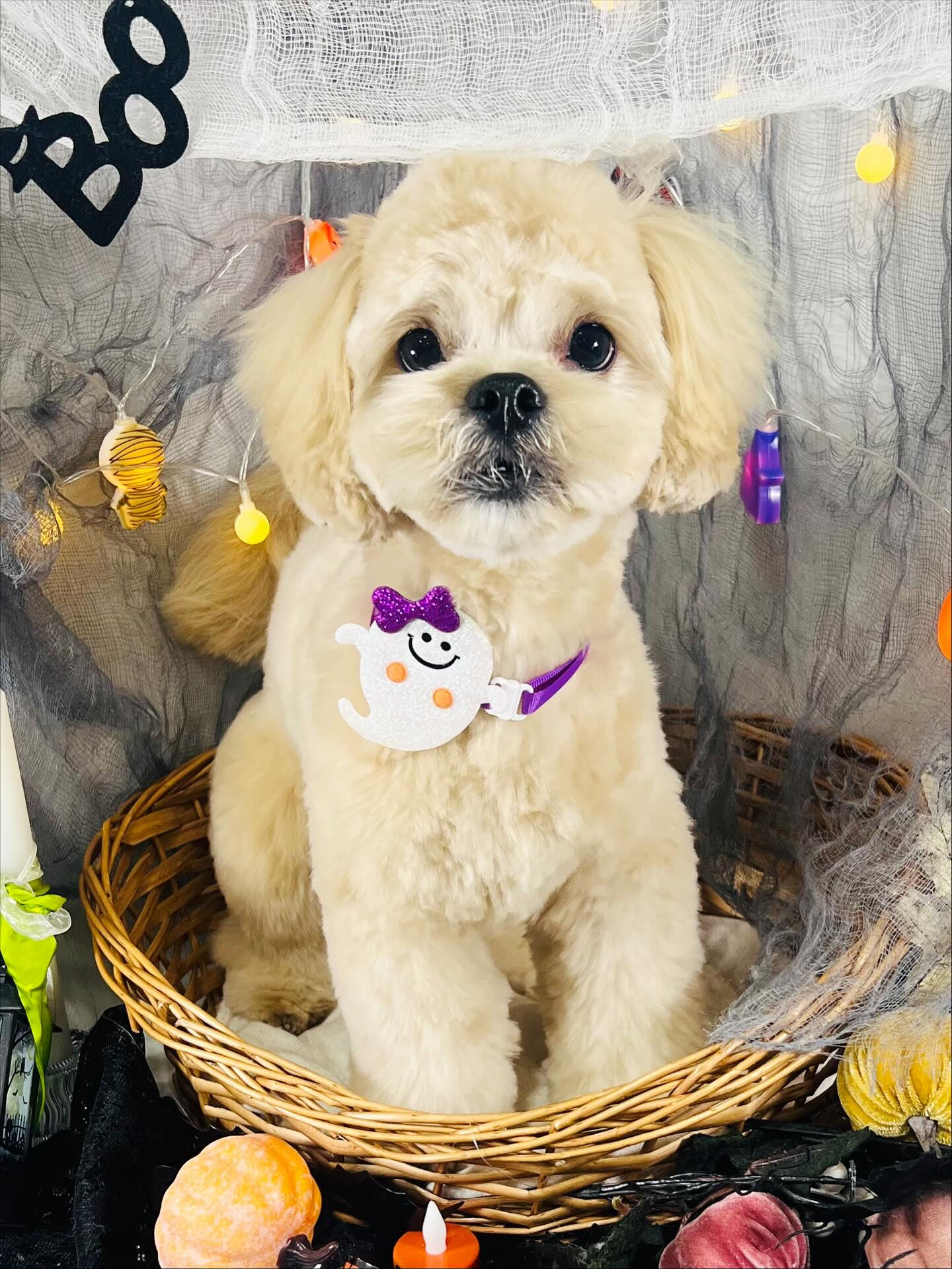 ご来店いただいたまるとくんです🐶✨
