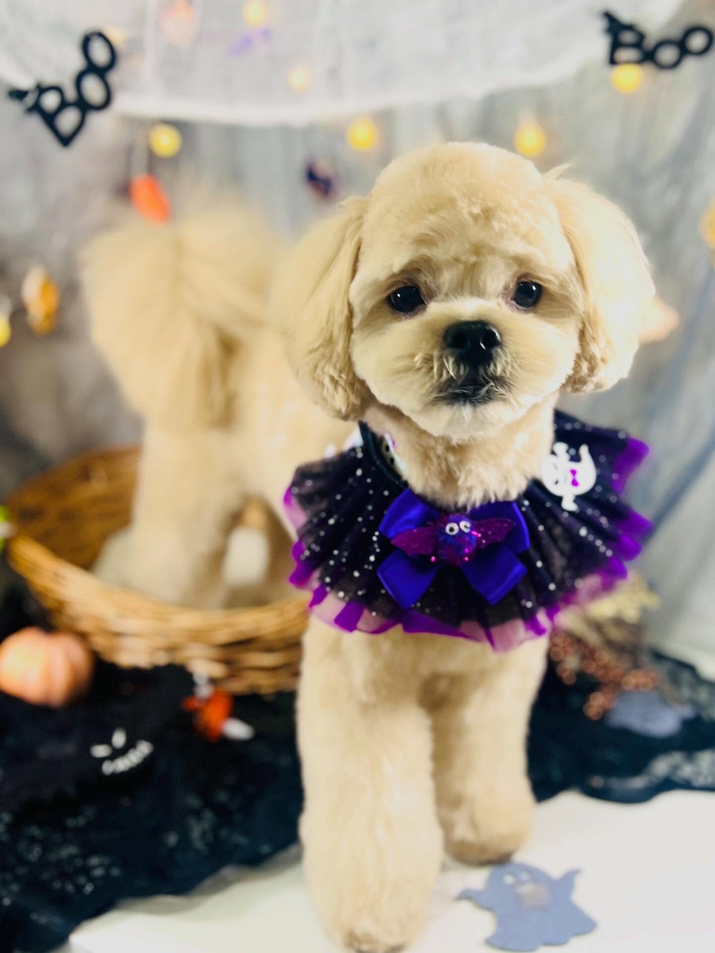 ご来店いただいたまるとくんです🐶✨