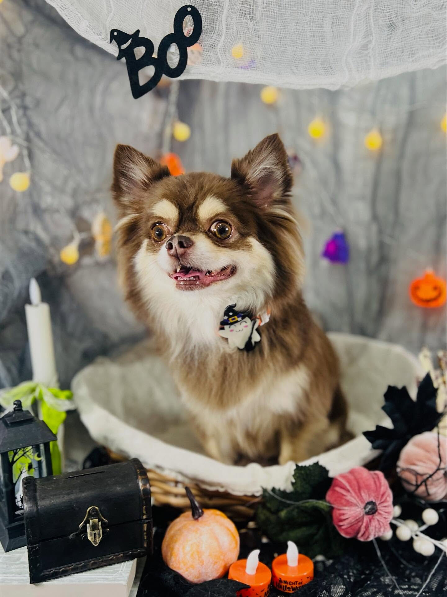 ご来店いただいたマロンくんです🐶✨