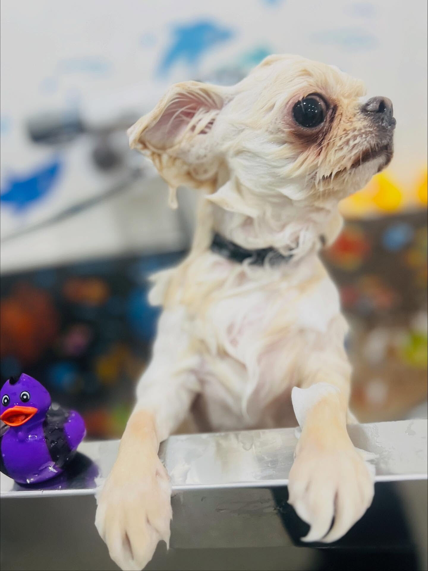 ご来店いただいたチャイくんです🐶✨