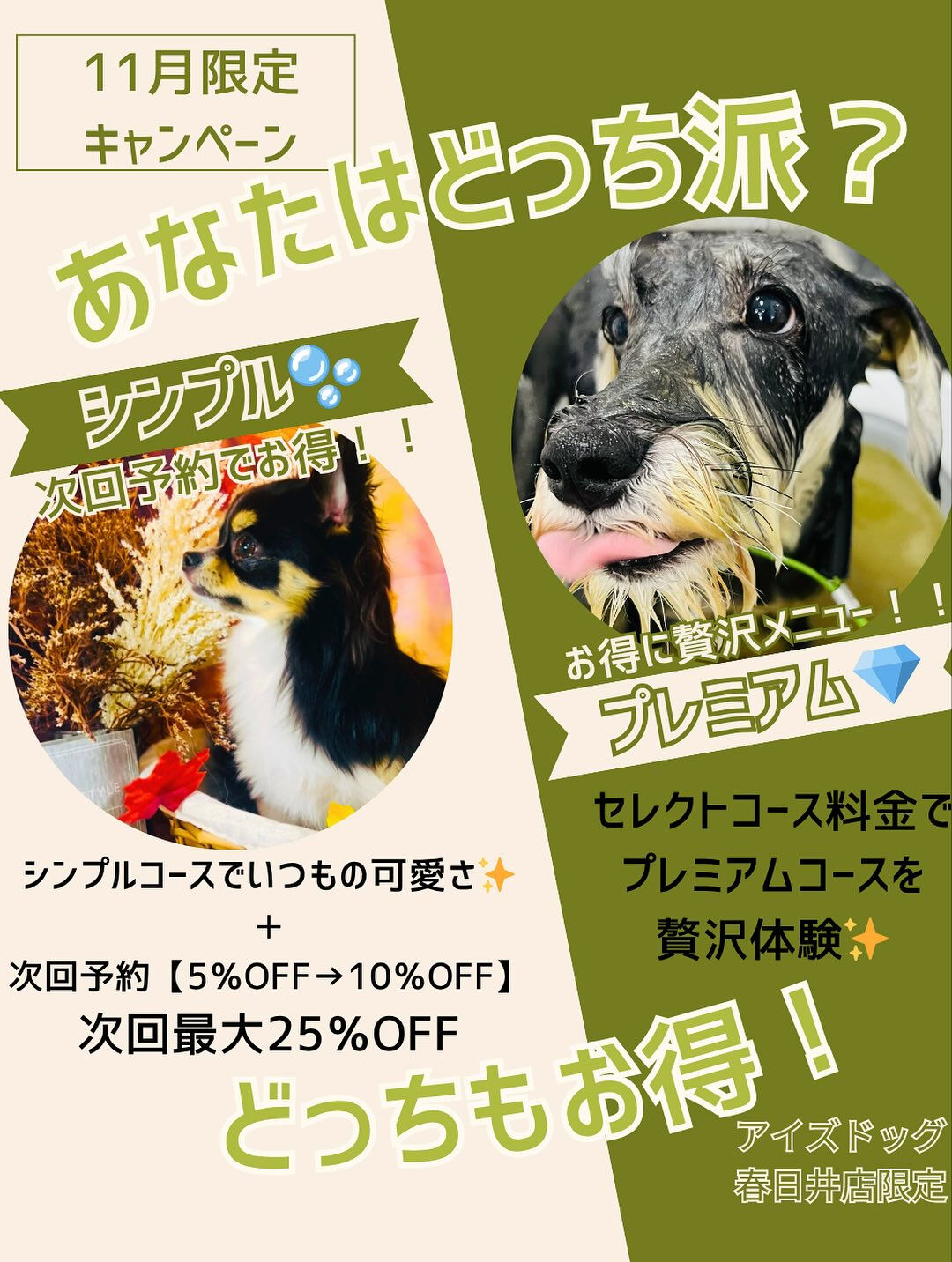 ご来店いただいたチャイくんです🐶✨