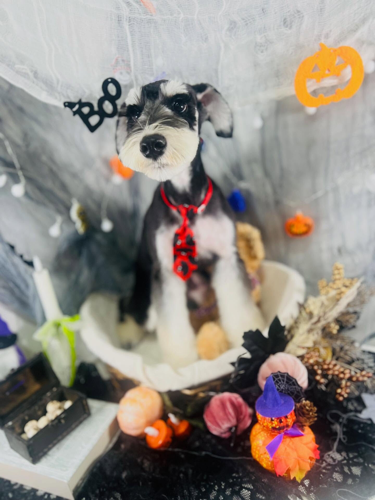 ご来店いただいたガヴくんです🐶✨
