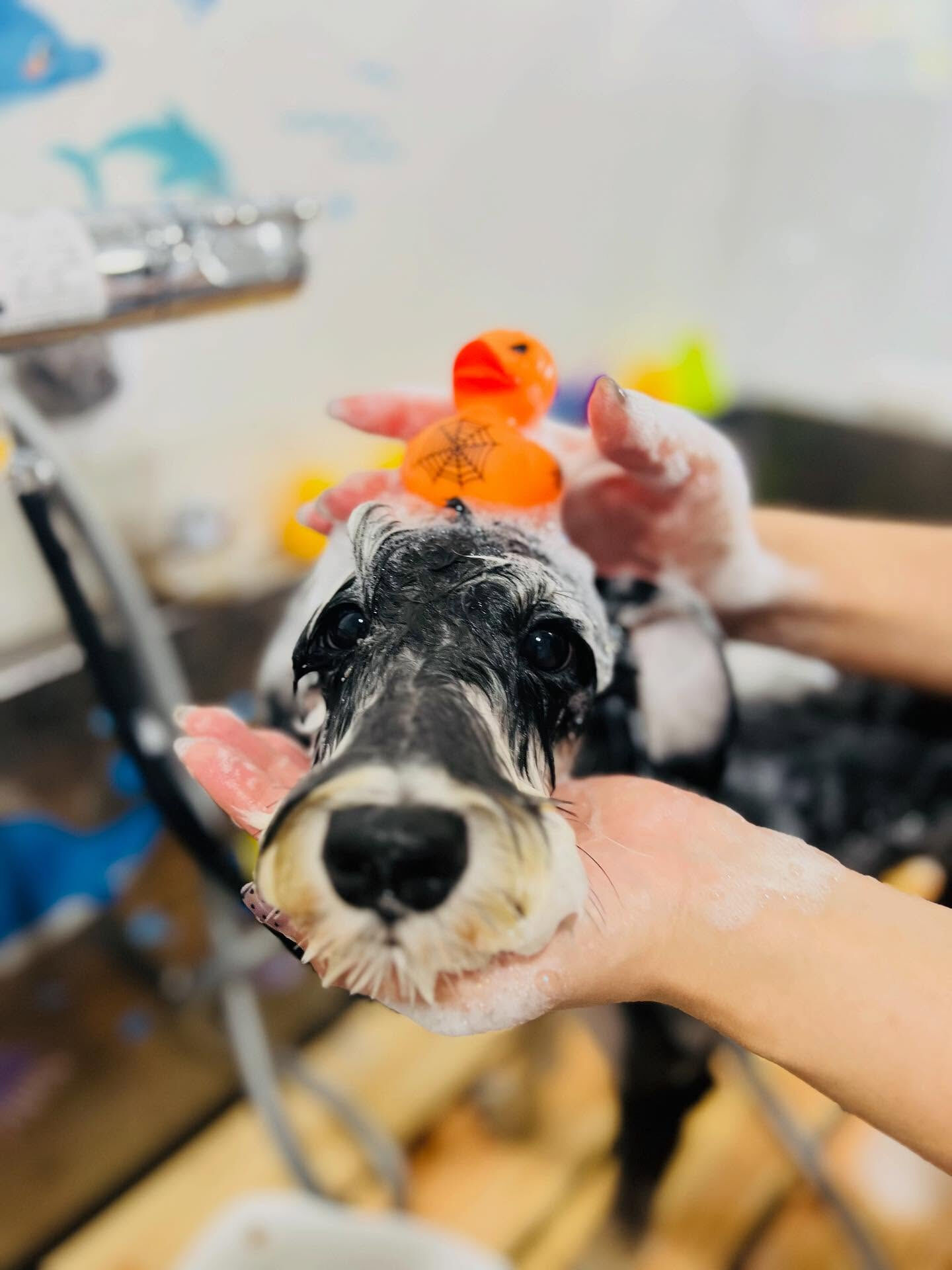 ご来店いただいたガヴくんです🐶✨
