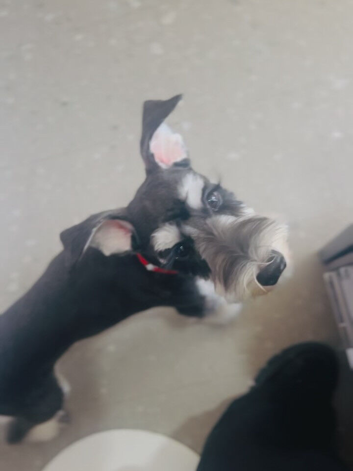 ご来店いただいたガヴくんです🐶✨