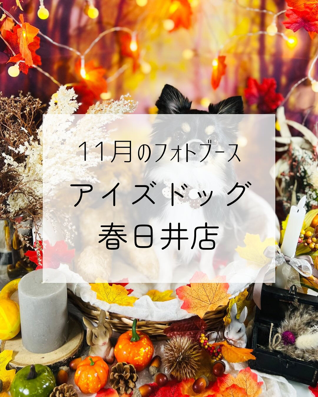 📸✨11月限定フォトブース登場！✨📸