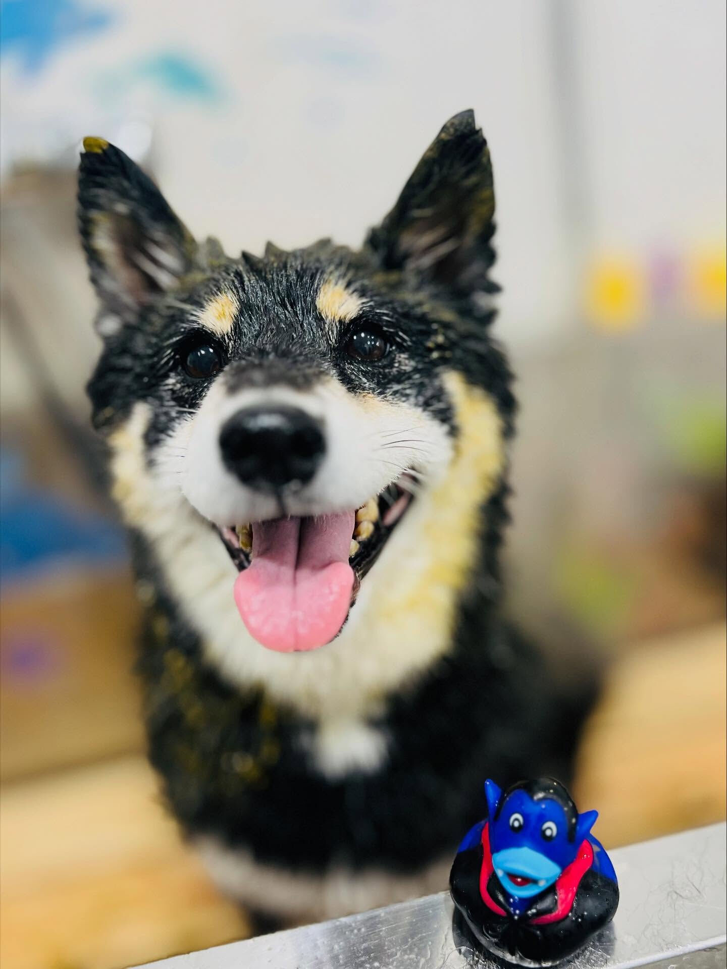 ご来店いただいたしじみちゃんです🐶✨