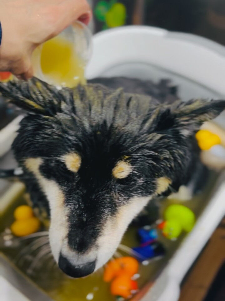 ご来店いただいたしじみちゃんです🐶✨
