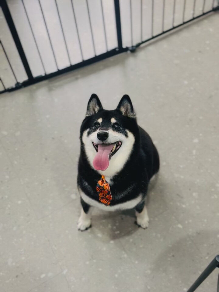 ご来店いただいたしじみちゃんです🐶✨