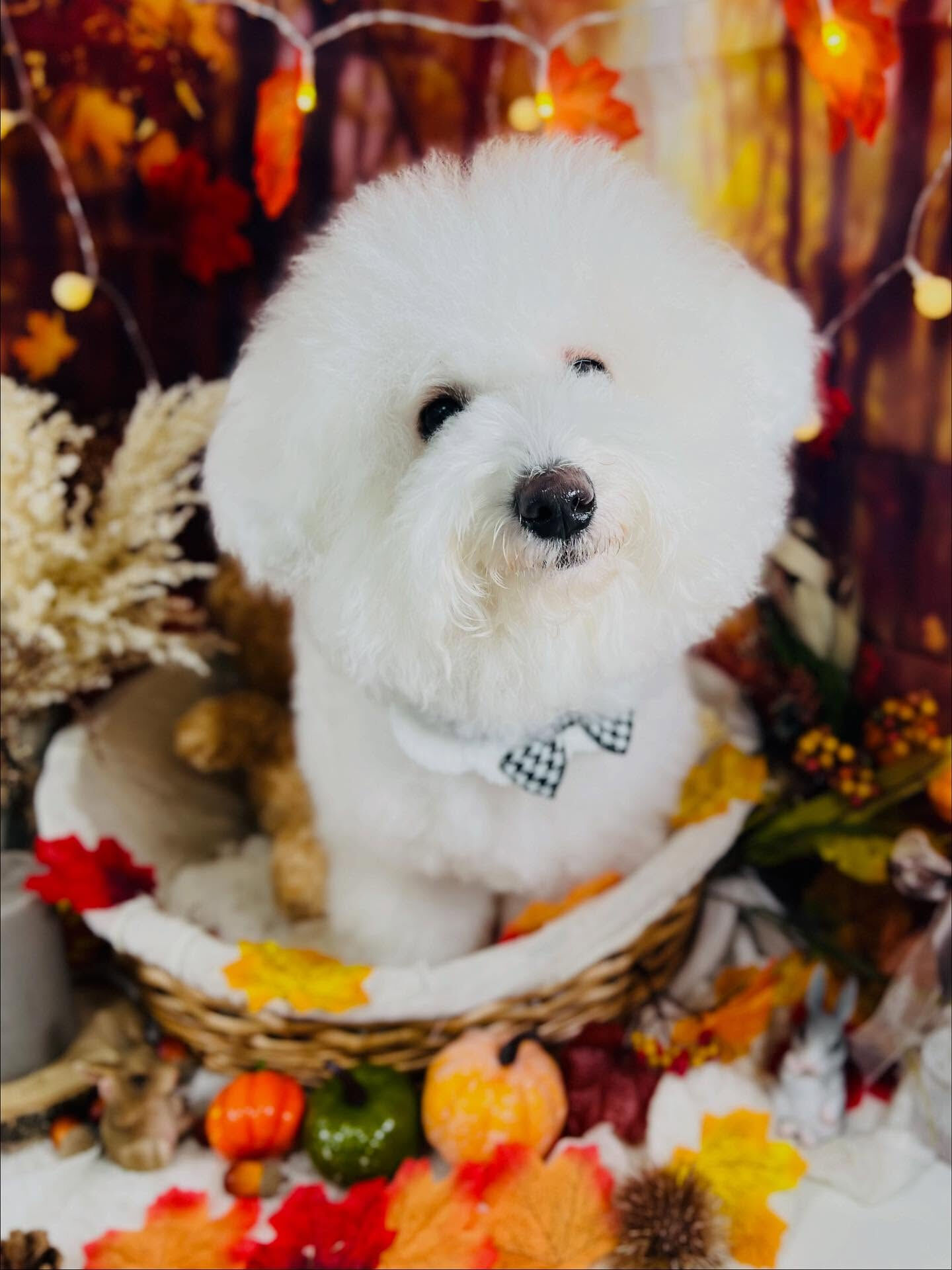 ご来店いただいたあむちゃんです🐶✨