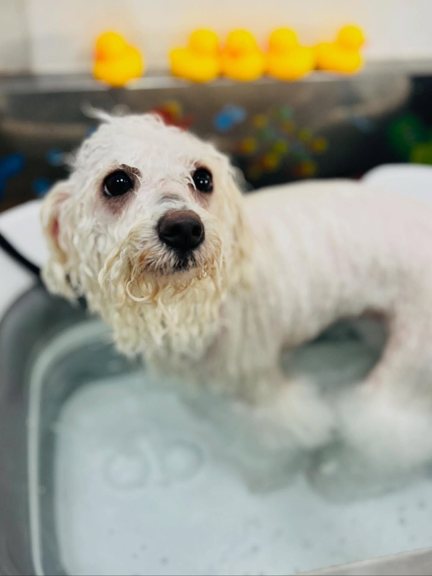 ご来店いただいたあむちゃんです🐶✨