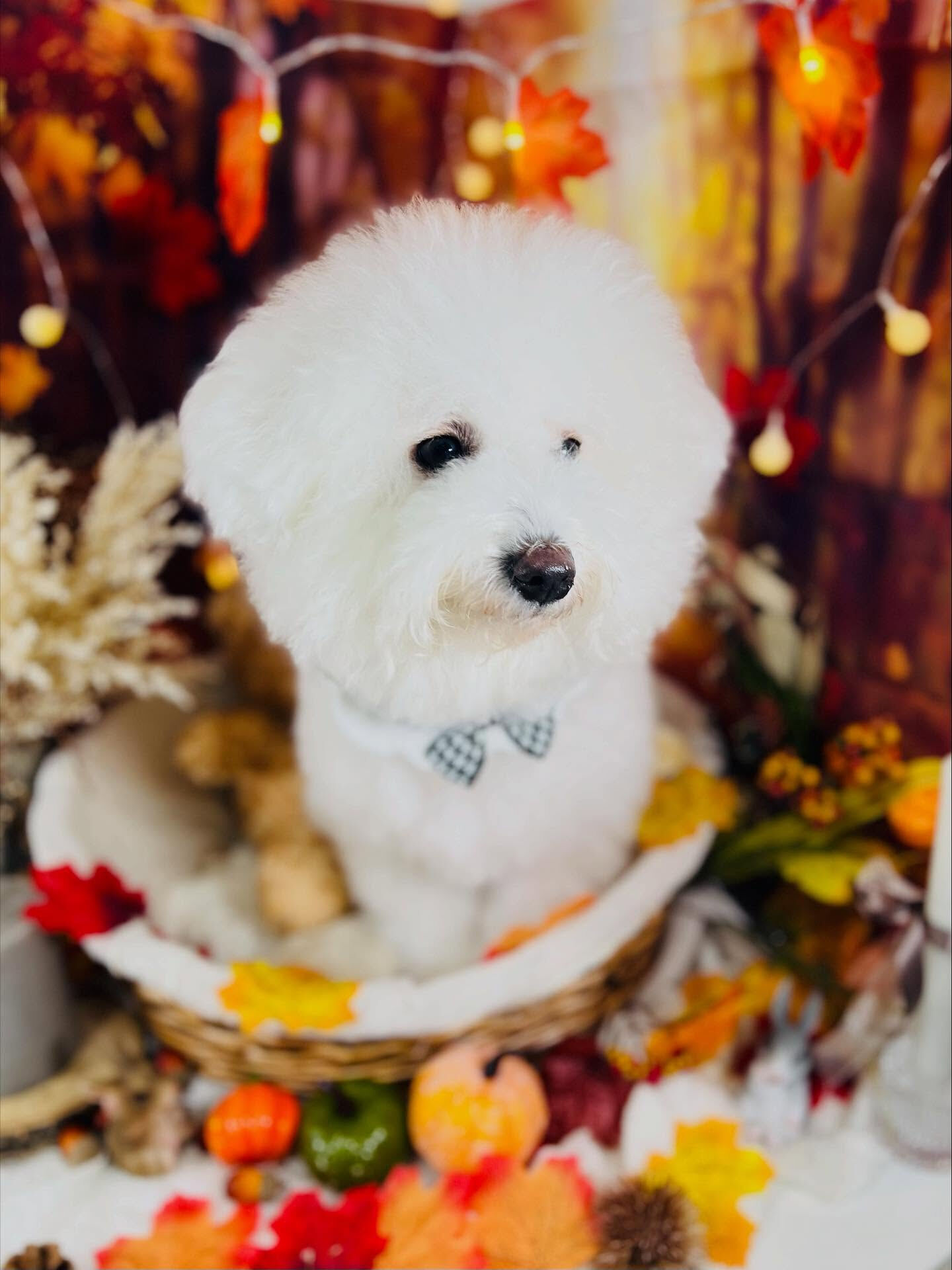 ご来店いただいたあむちゃんです🐶✨