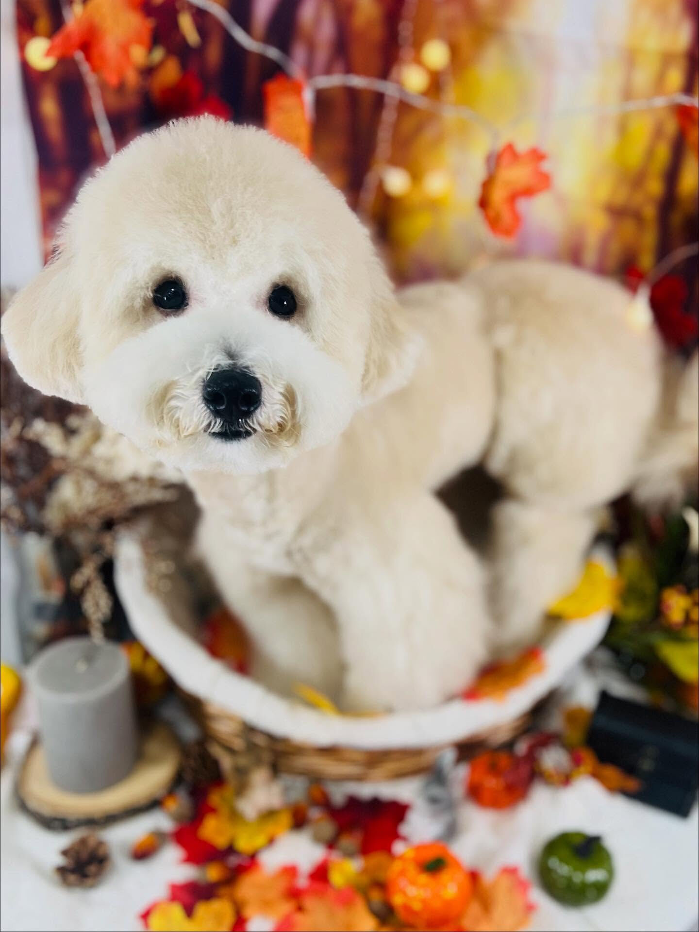 ご来店いただいたププくんです🐶✨