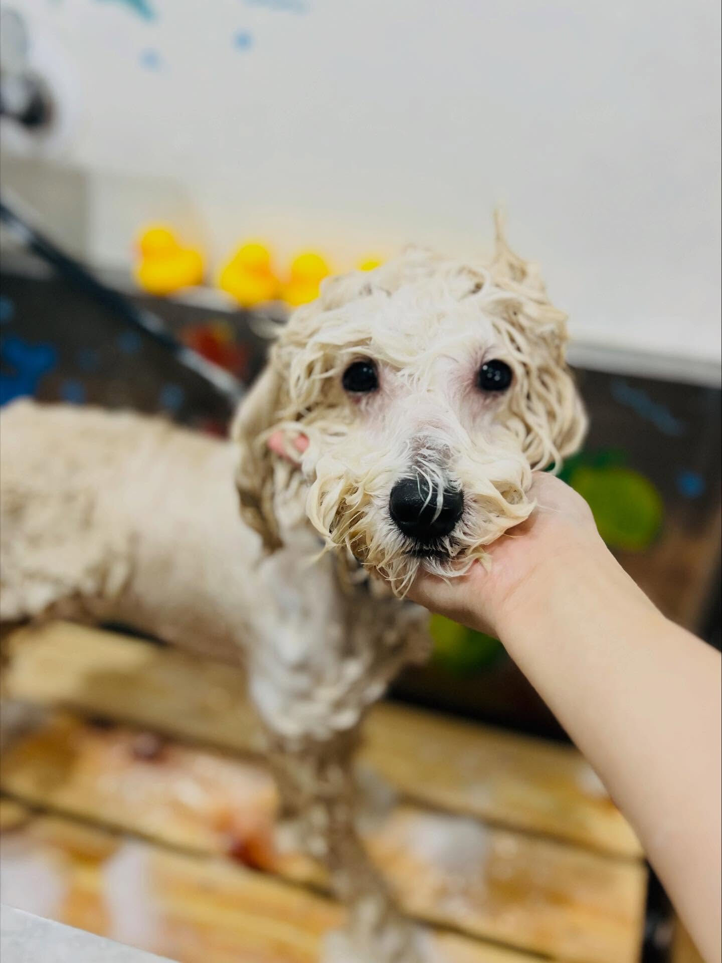 ご来店いただいたププくんです🐶✨