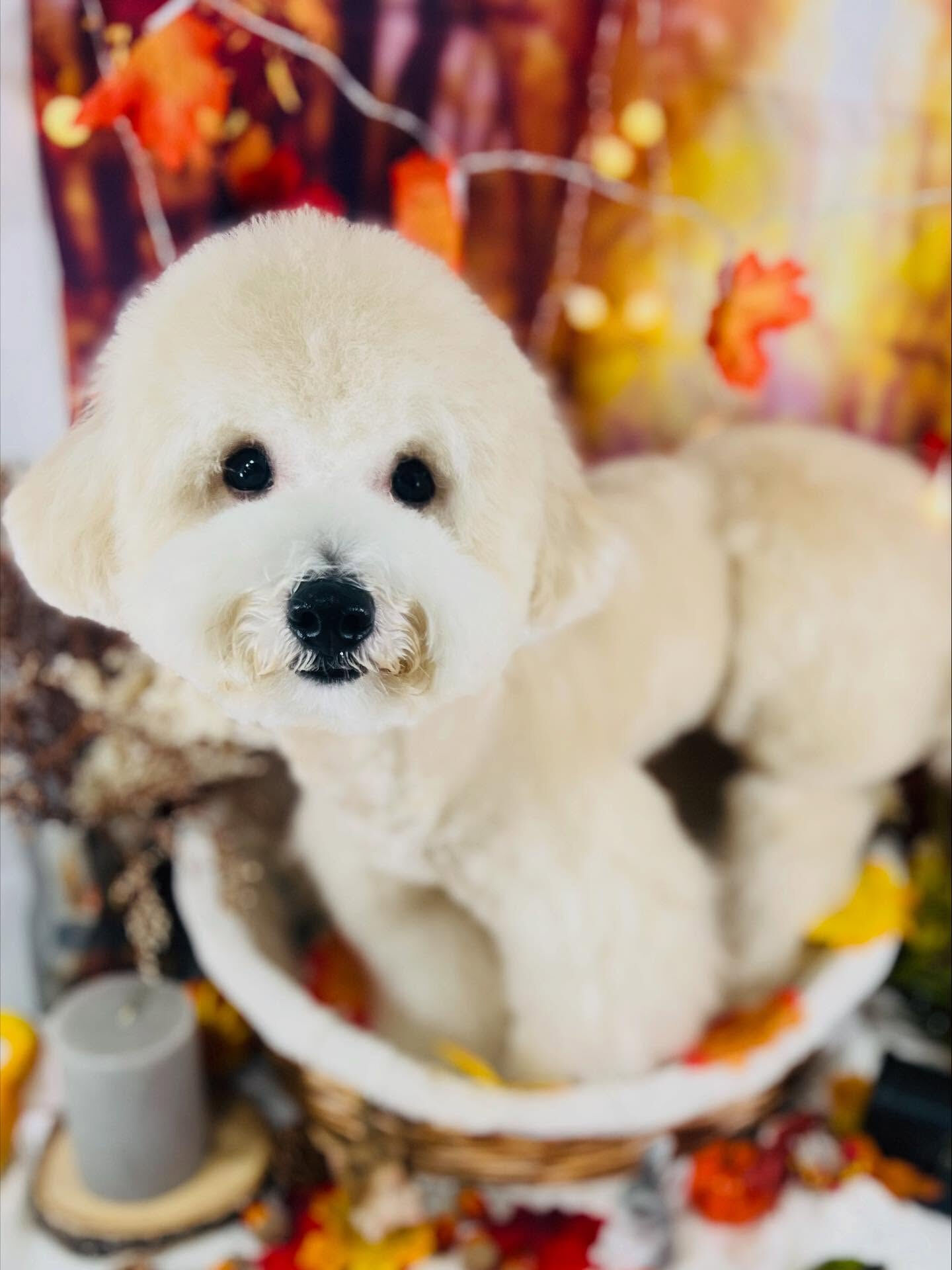 ご来店いただいたププくんです🐶✨