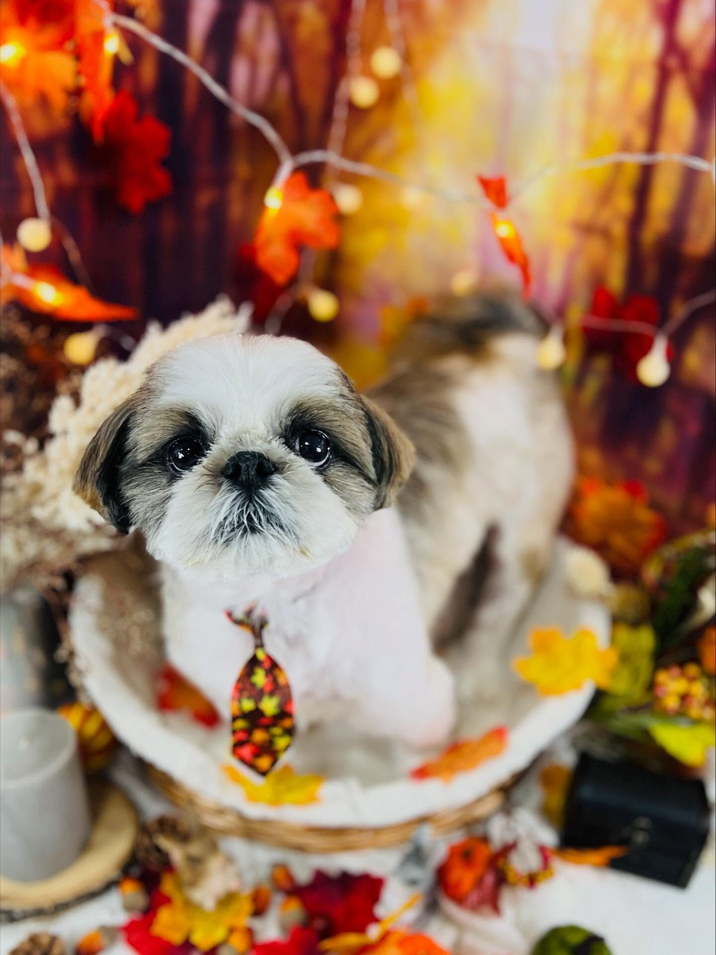 ご来店いただいたアーモンドくんです🐶✨