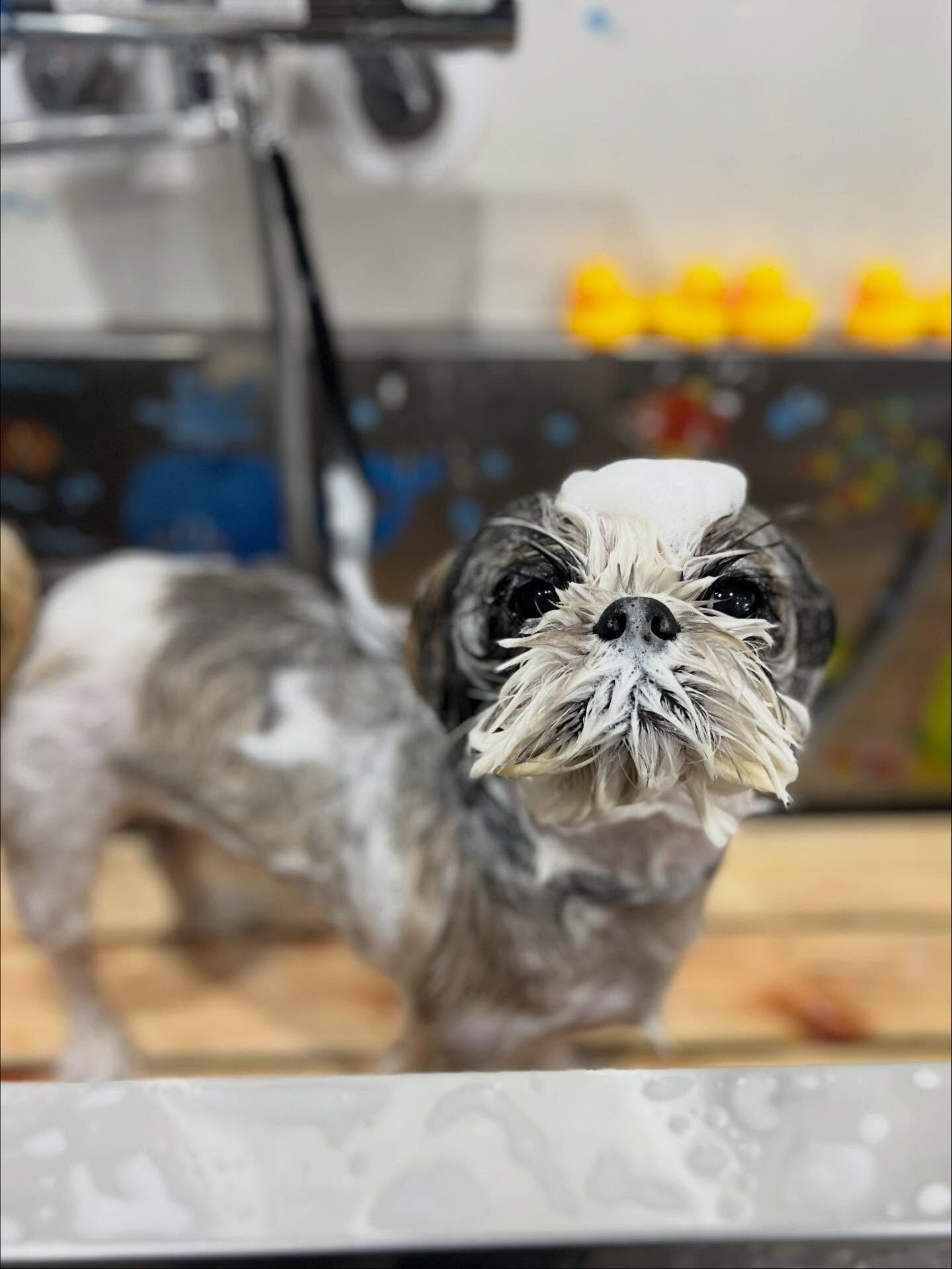 ご来店いただいたアーモンドくんです🐶✨