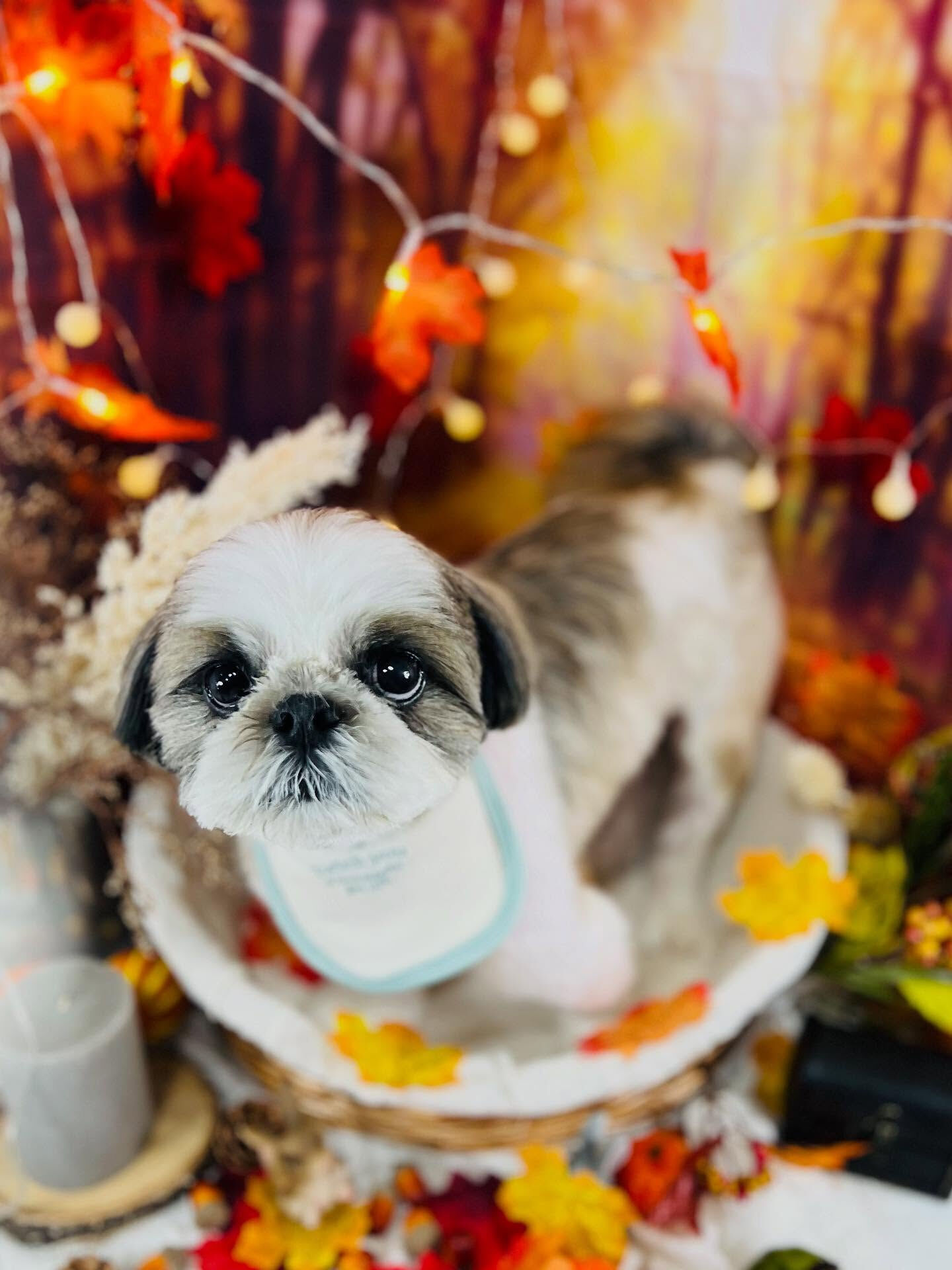 ご来店いただいたアーモンドくんです🐶✨