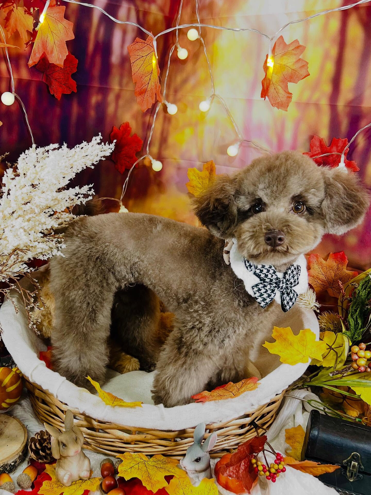 ご来店いただいたまるちゃんです🐶✨