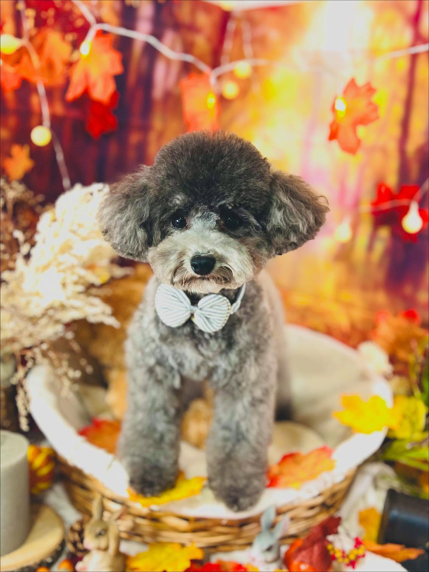 ご来店いただいたイルちゃんです🐶✨