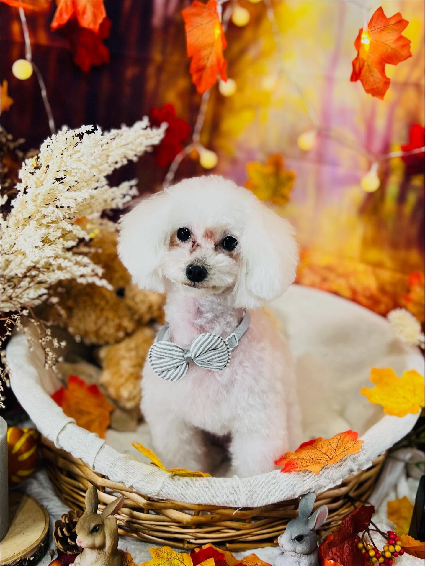 ご来店いただいたウユちゃんくんです🐶✨