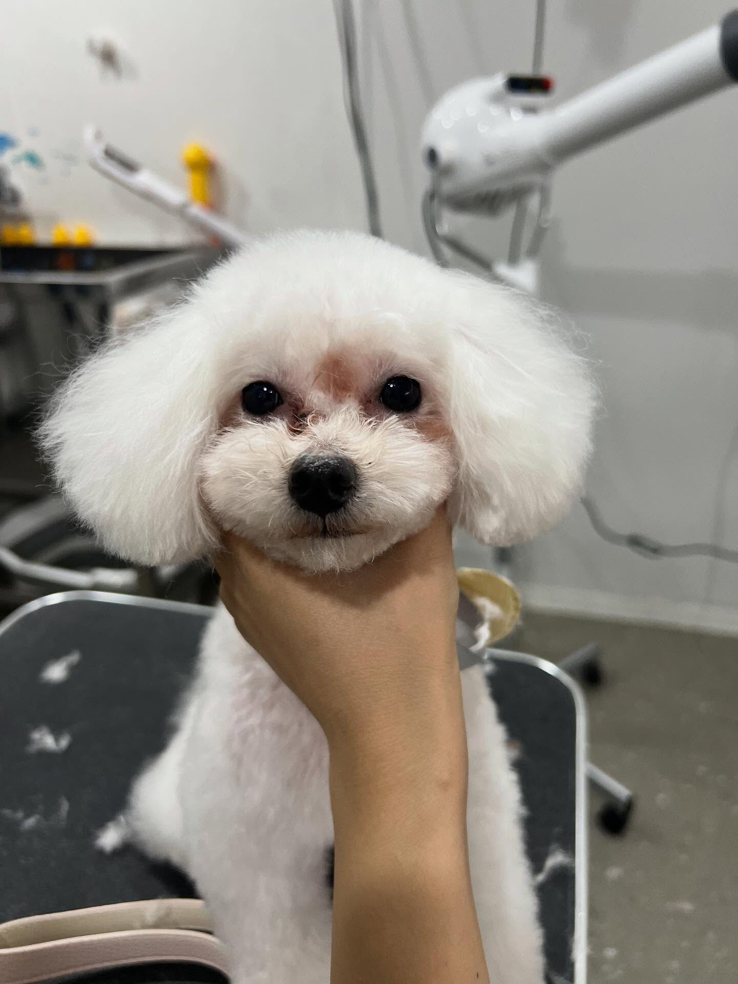 ご来店いただいたウユちゃんくんです🐶✨