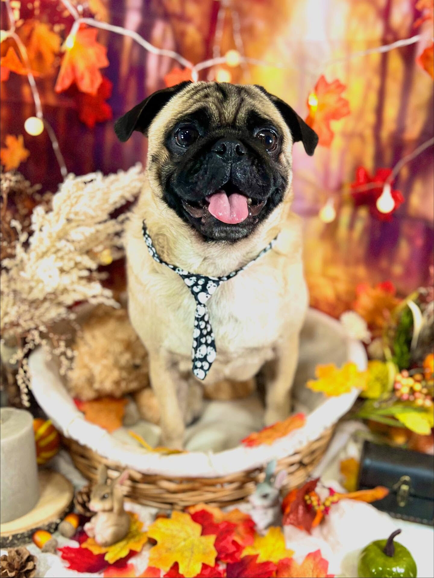 ご来店いただいたブッチャーくんです🐶✨