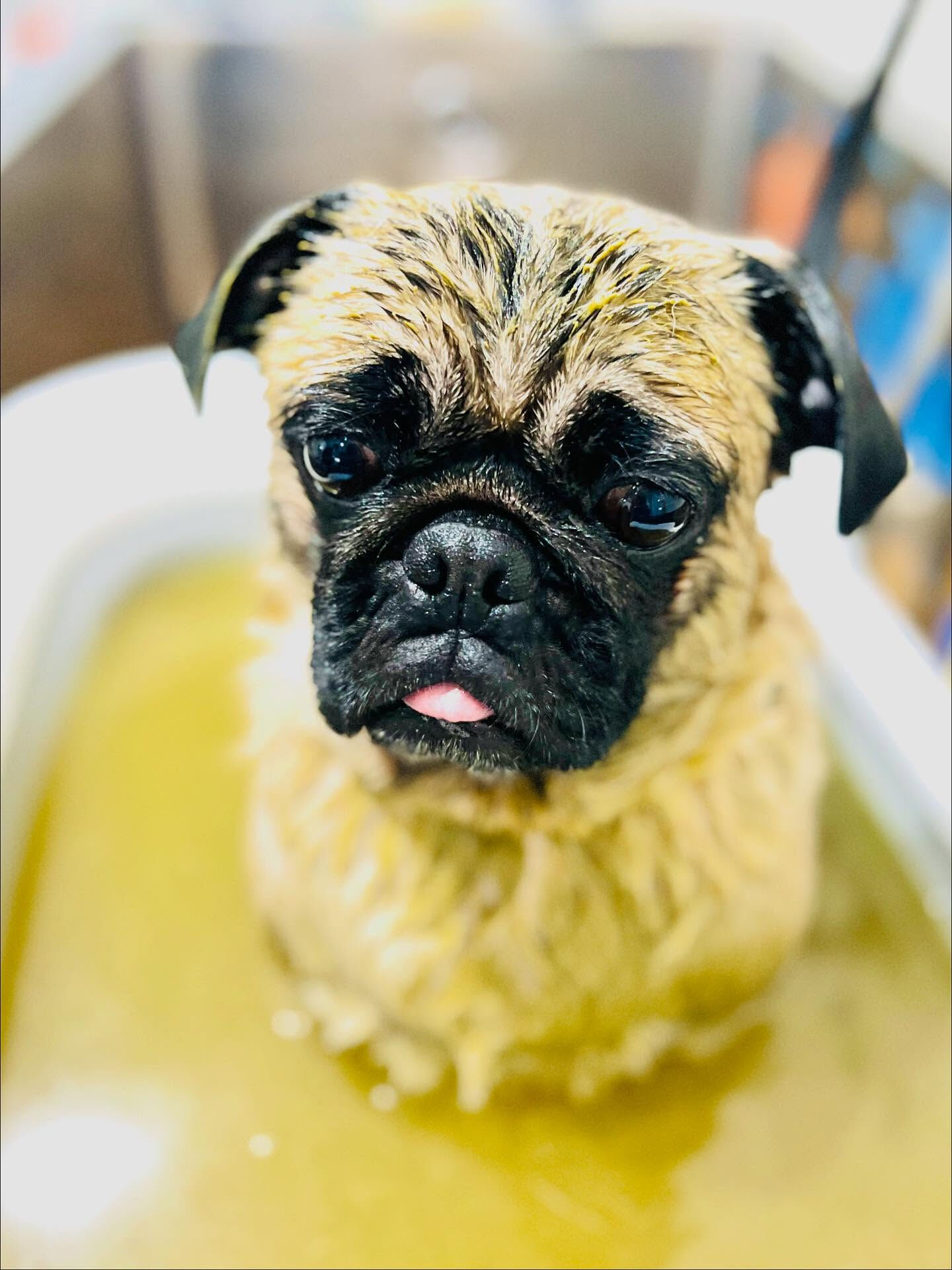 ご来店いただいたブッチャーくんです🐶✨