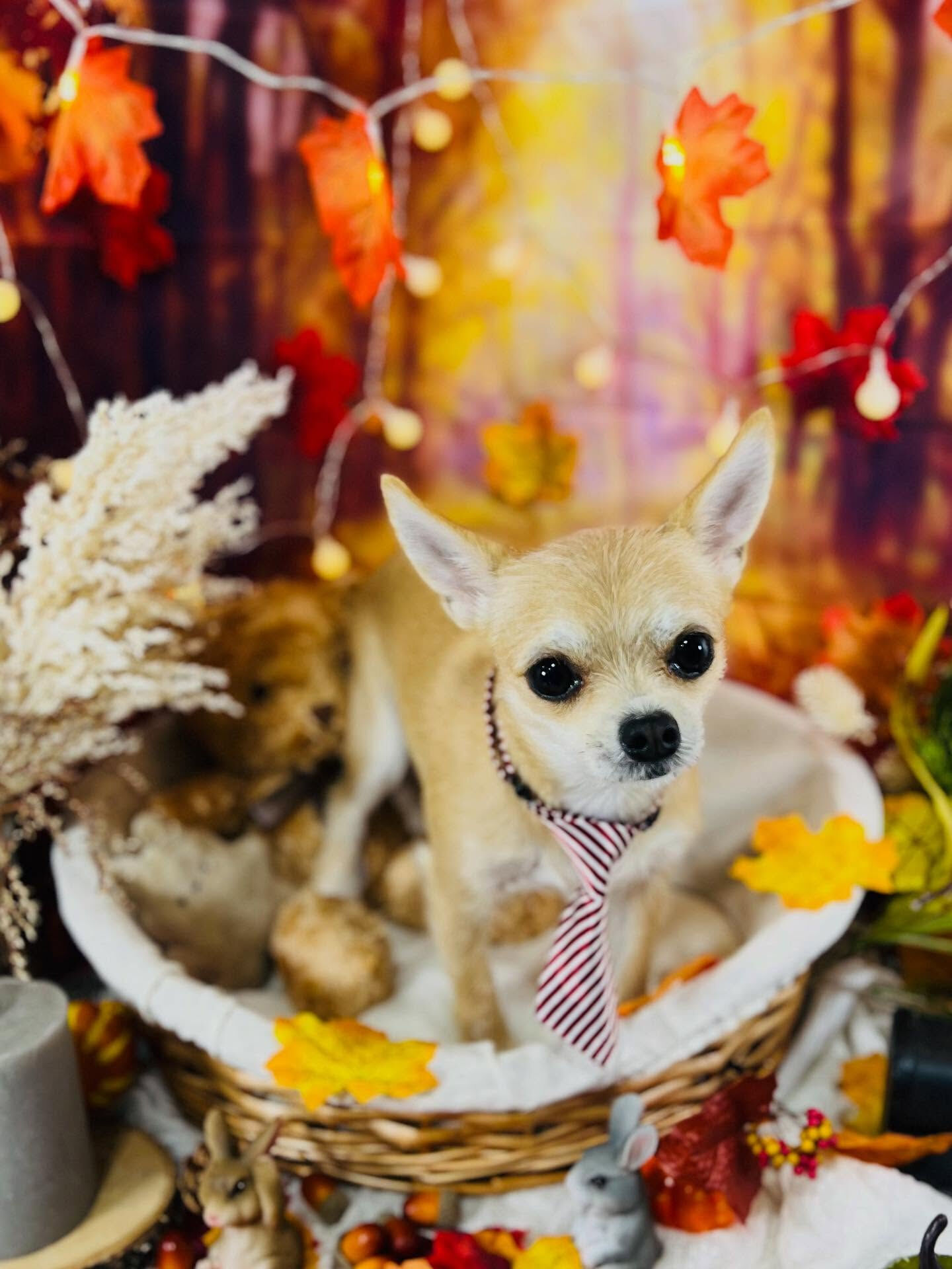 ご来店いただいたりんちゃんです🐶✨