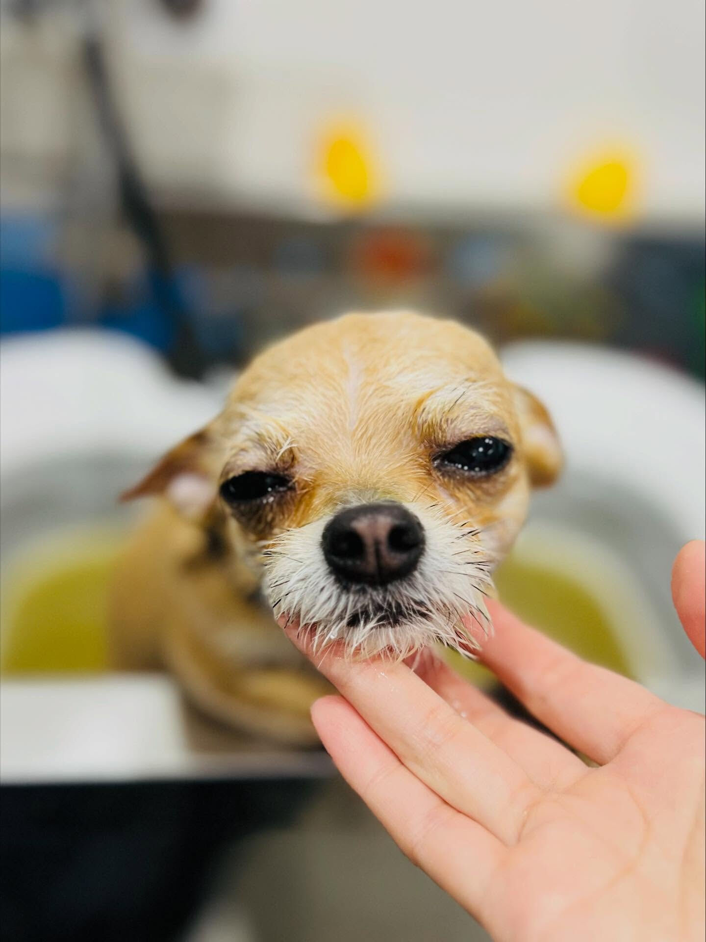 ご来店いただいたりんちゃんです🐶✨