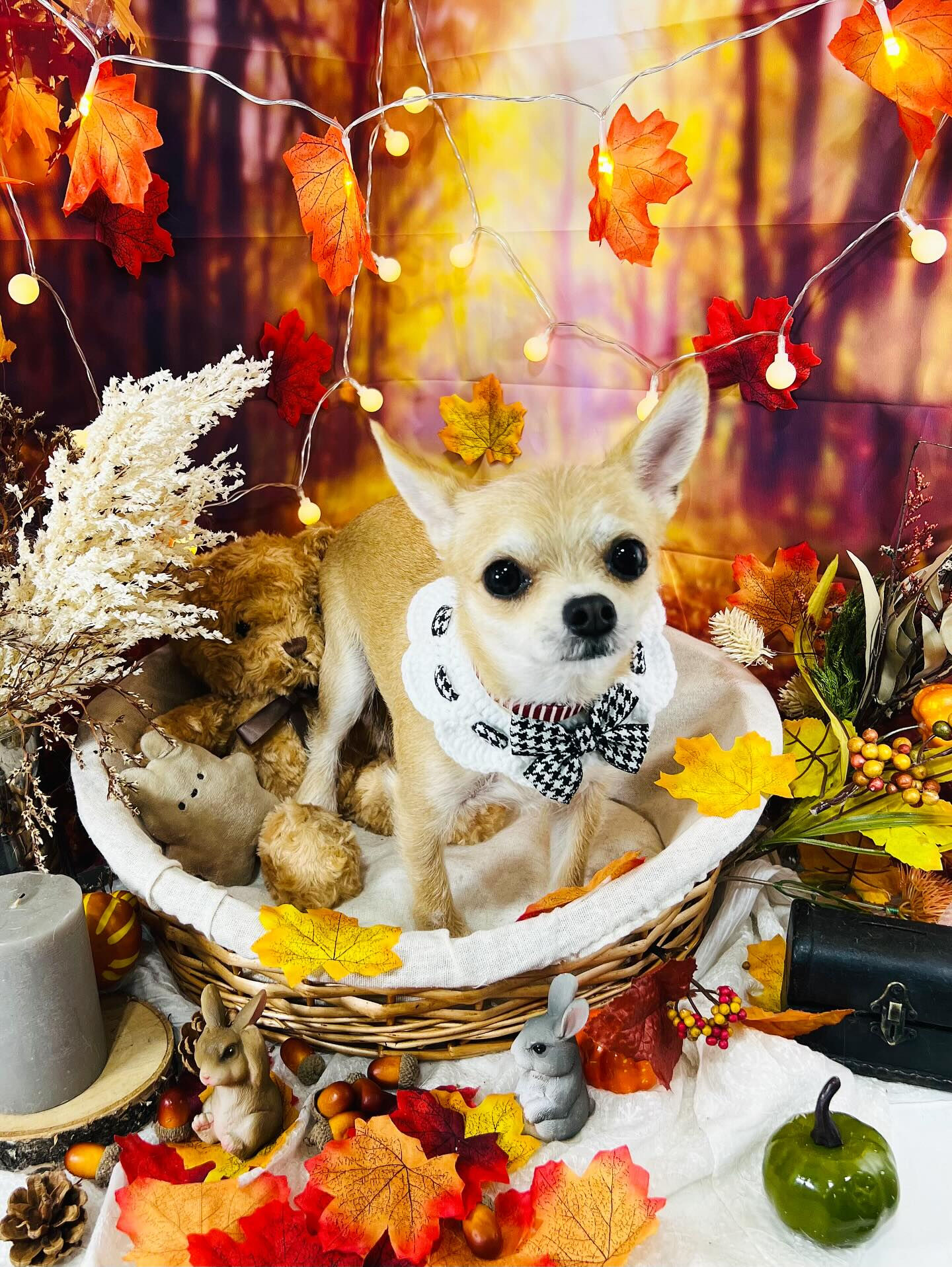 ご来店いただいたりんちゃんです🐶✨