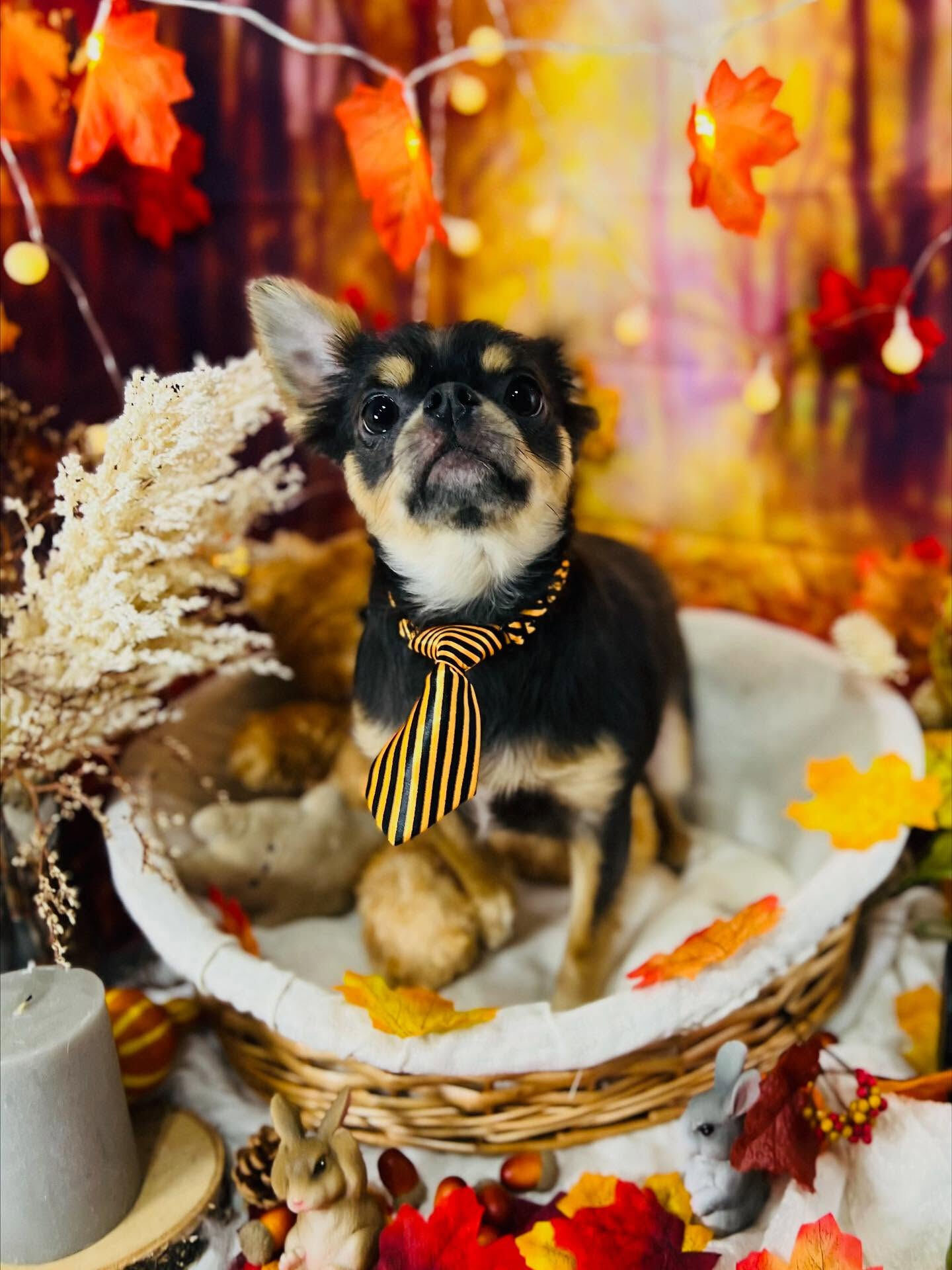 ご来店いただいたかいくんです🐶✨