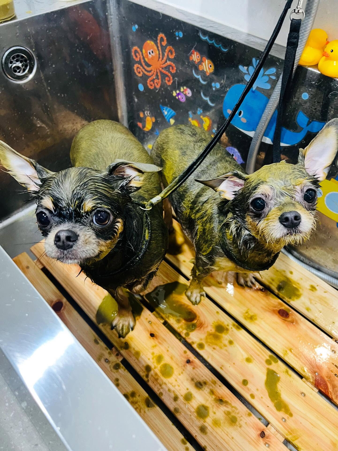 ご来店いただいたかいくんです🐶✨