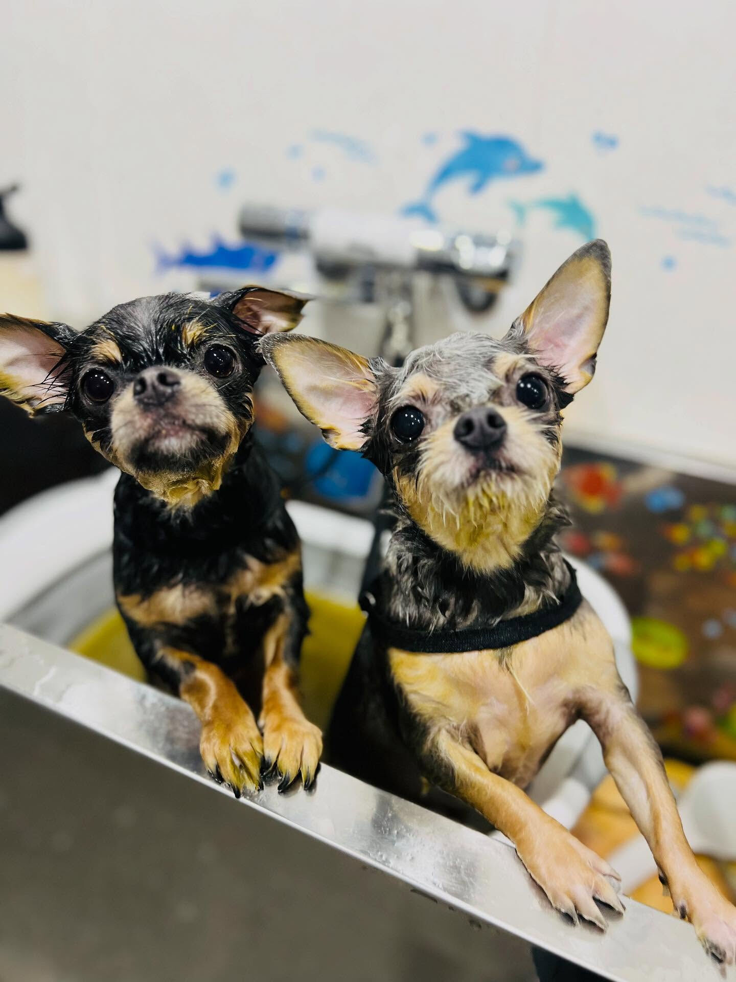 ご来店いただいたかいくんです🐶✨
