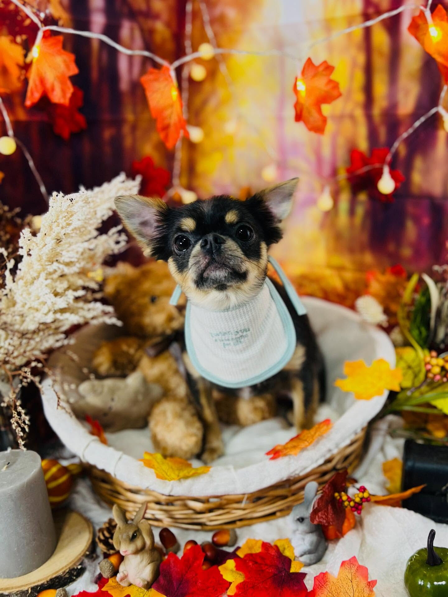 ご来店いただいたかいくんです🐶✨