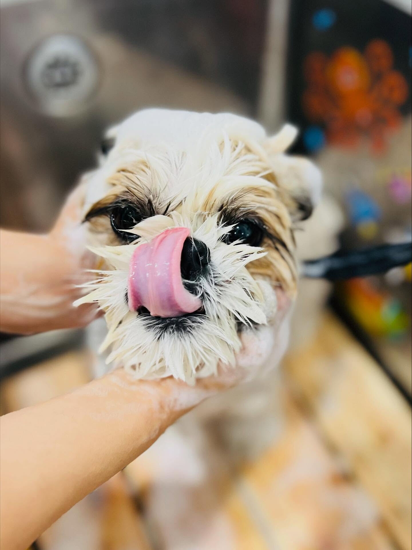 ご来店いただいたにこちゃんです🐶✨