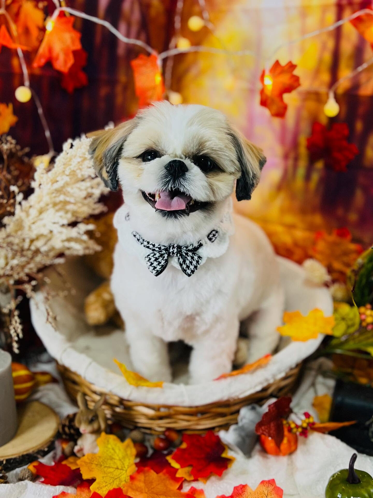 ご来店いただいたにこちゃんです🐶✨