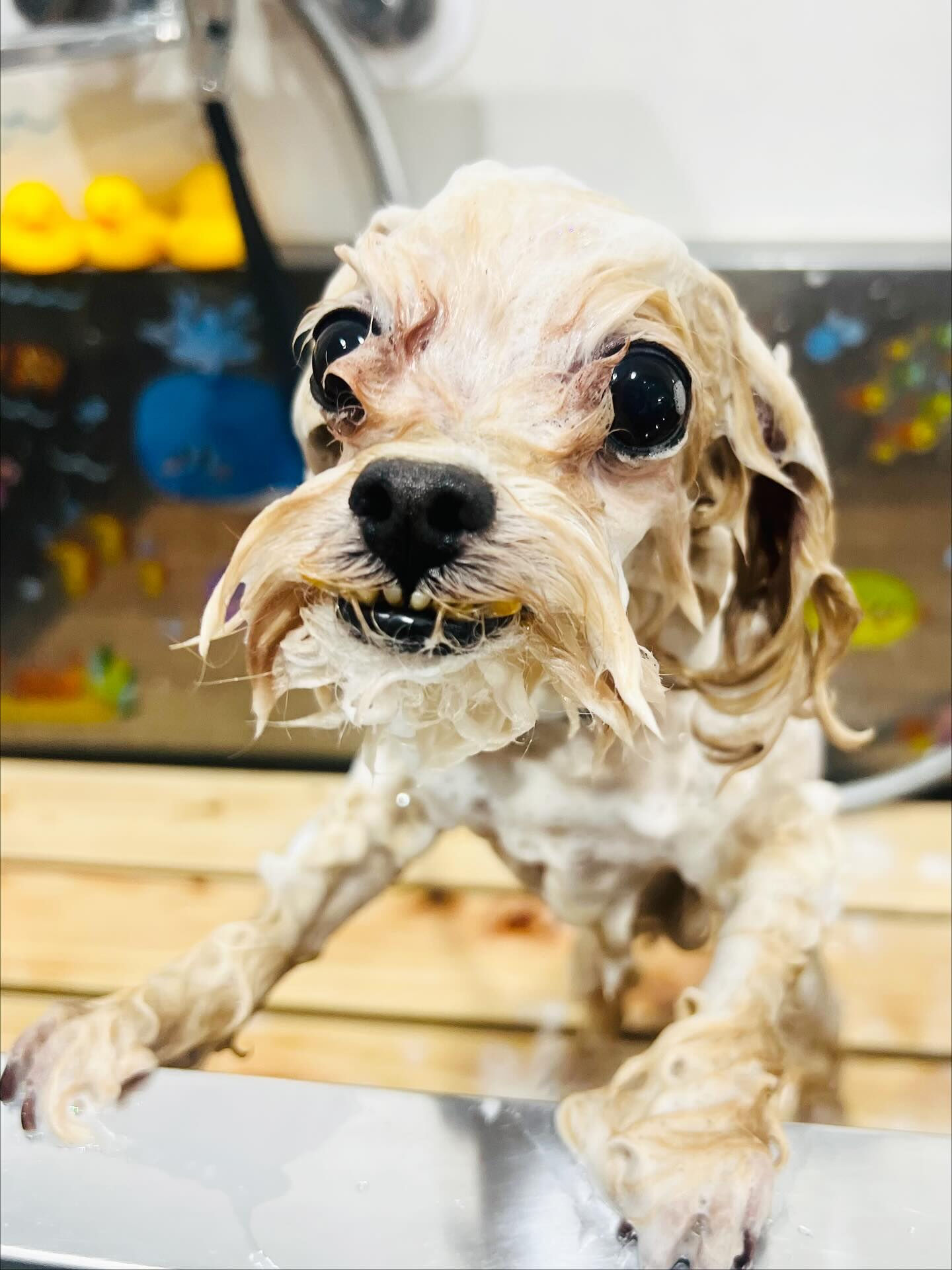 ご来店いただいたソイくんです🐶✨