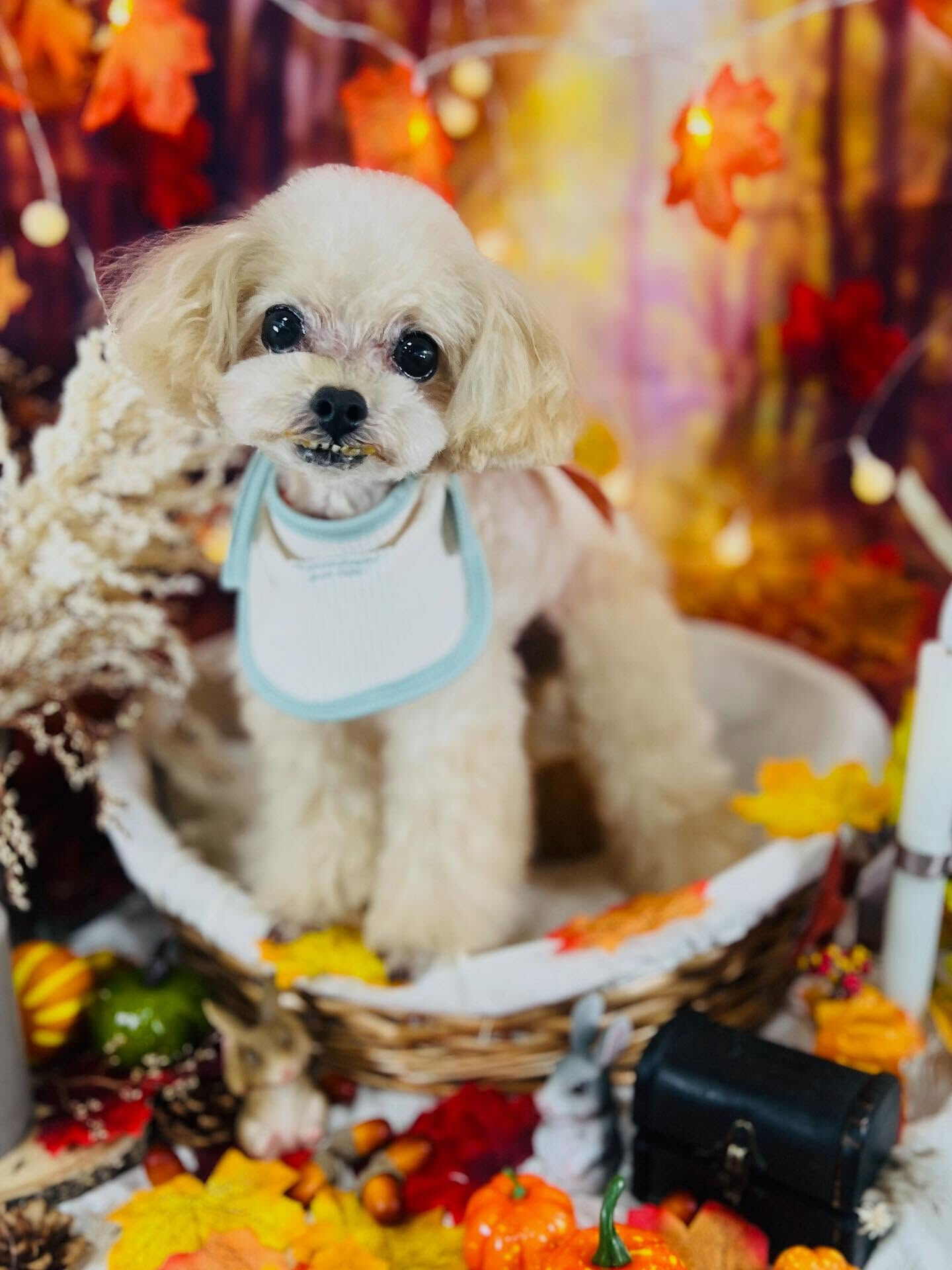 ご来店いただいたソイくんです🐶✨