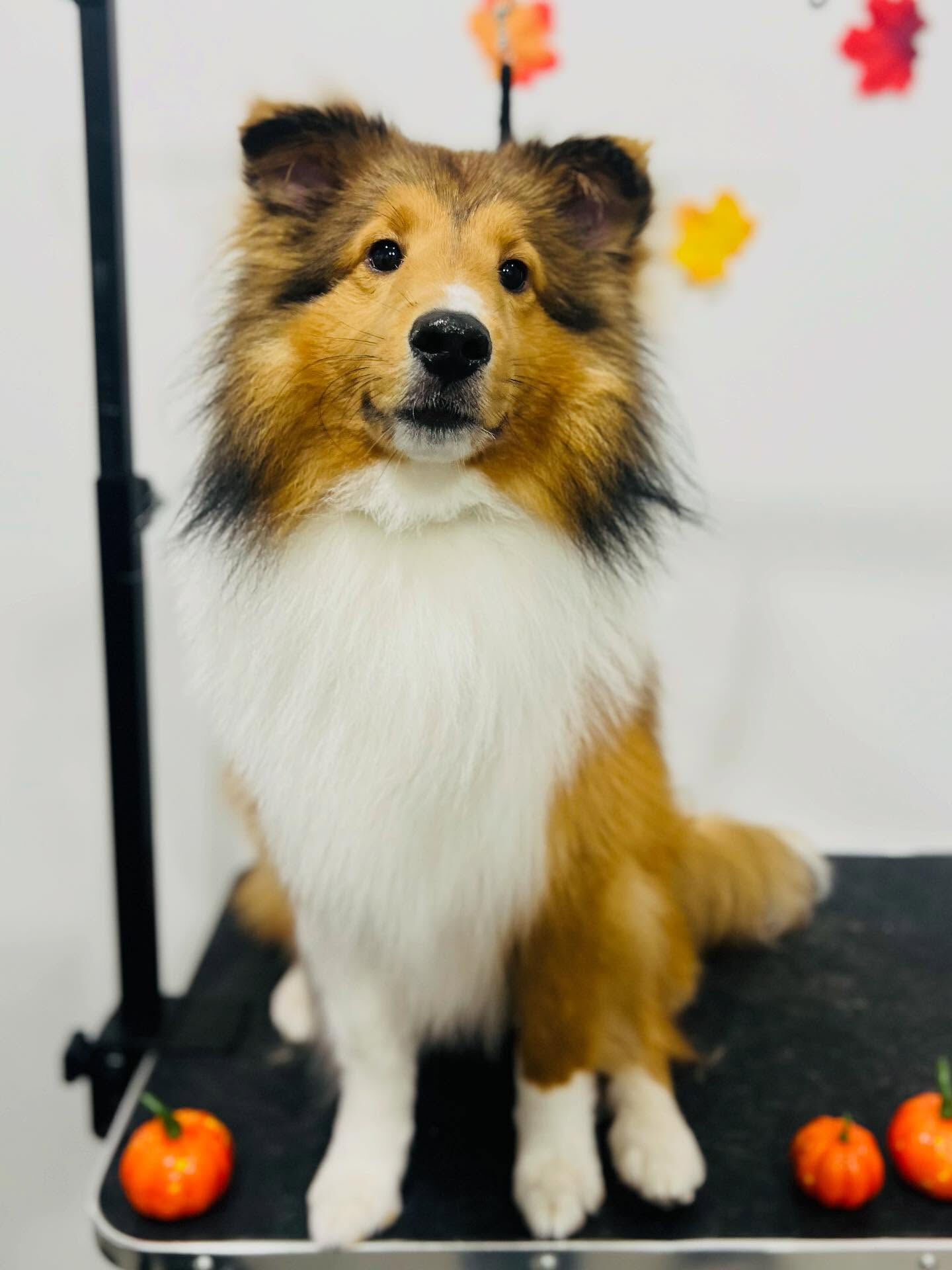 ご来店いただいたミハエルくんです🐶✨