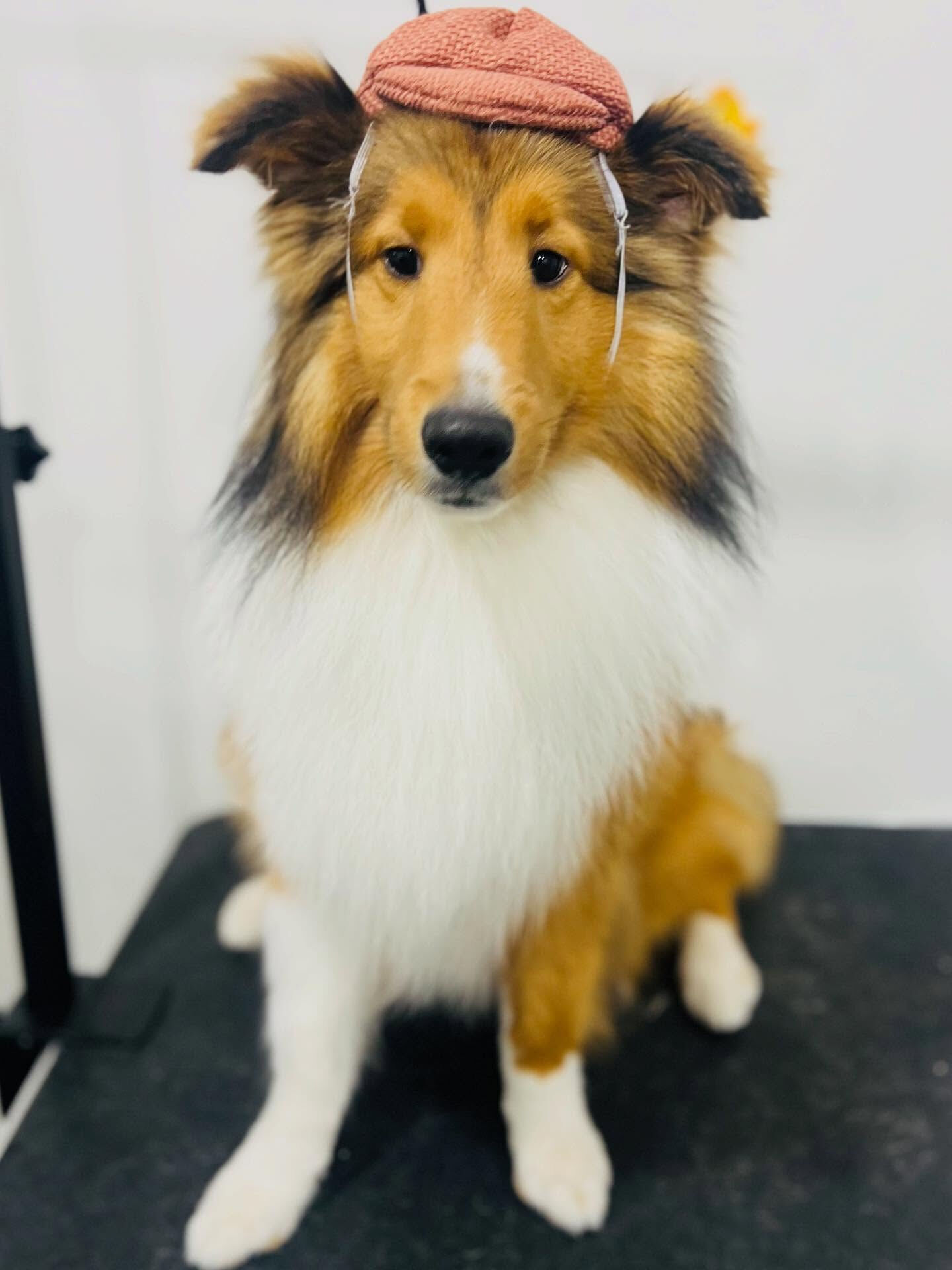 ご来店いただいたミハエルくんです🐶✨