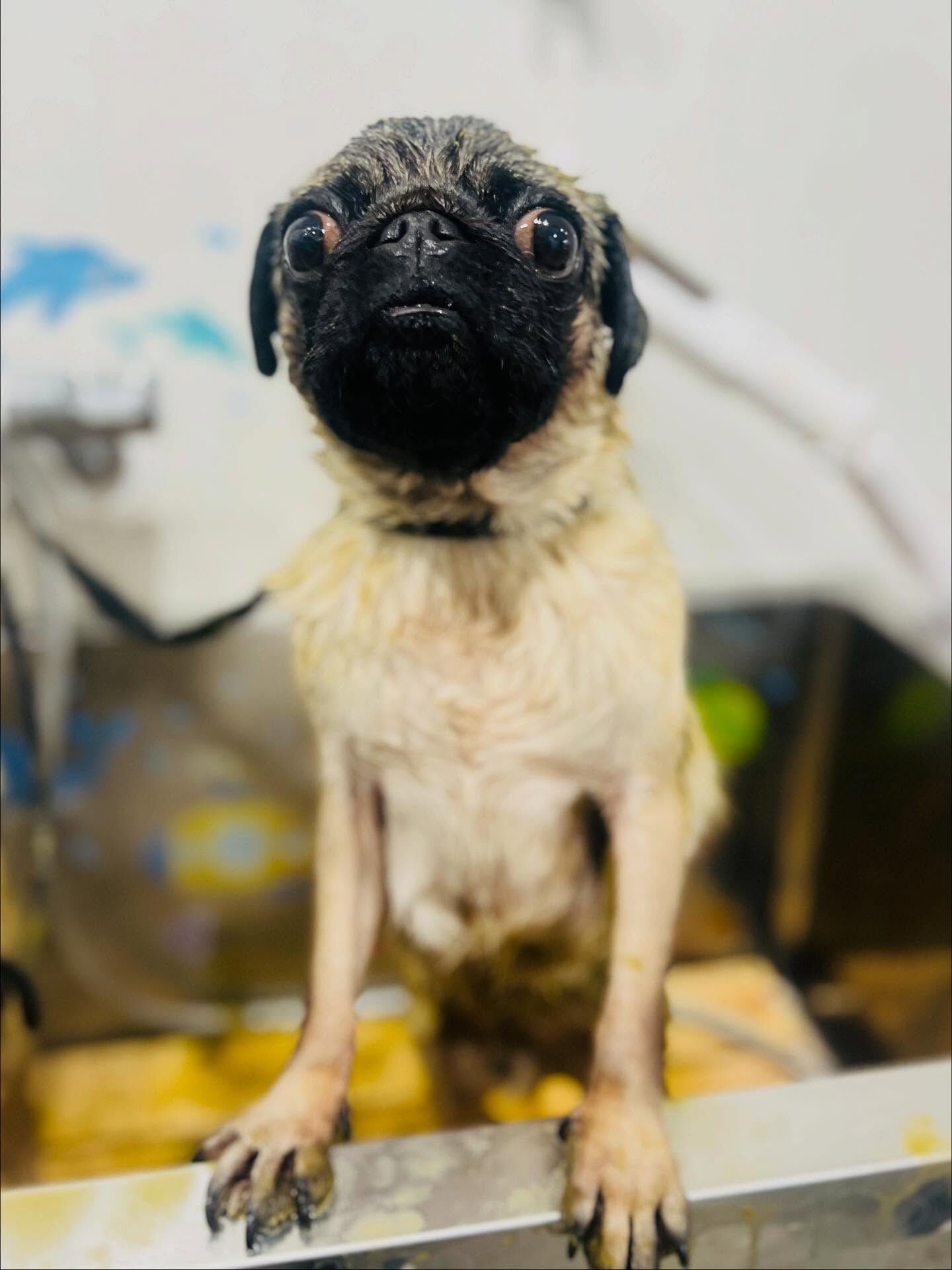 ご来店いただいたパグトくんです🐶✨