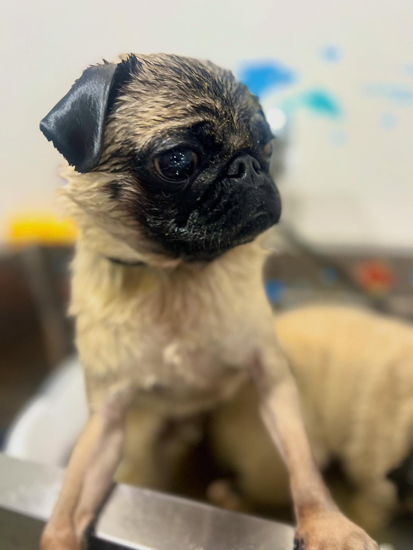 ご来店いただいたパグトくんです🐶✨
