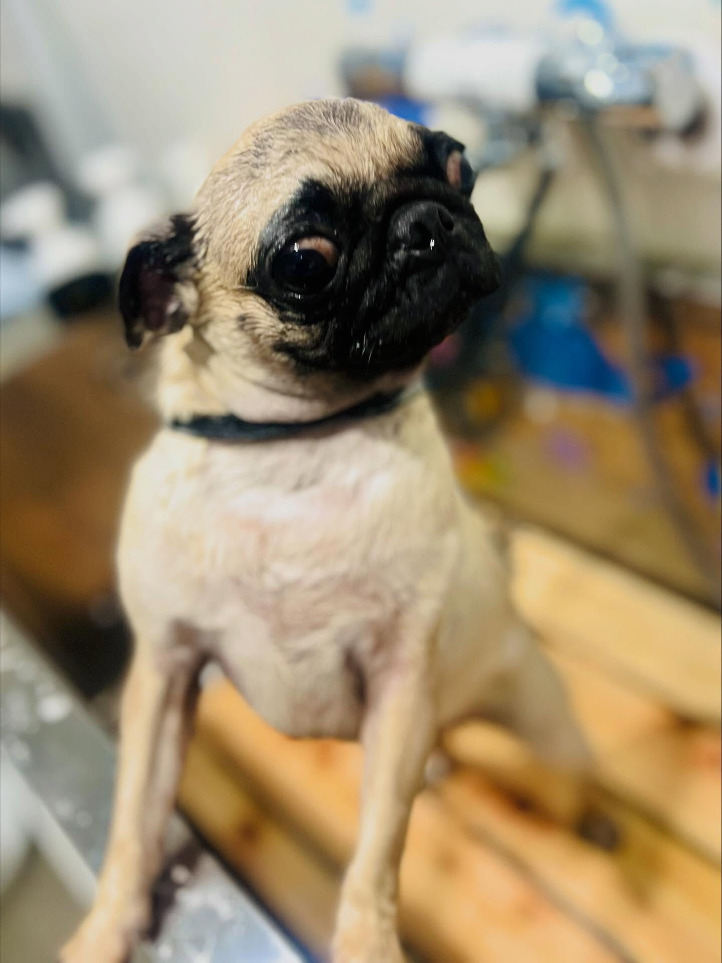 ご来店いただいたもずくちゃんです🐶✨