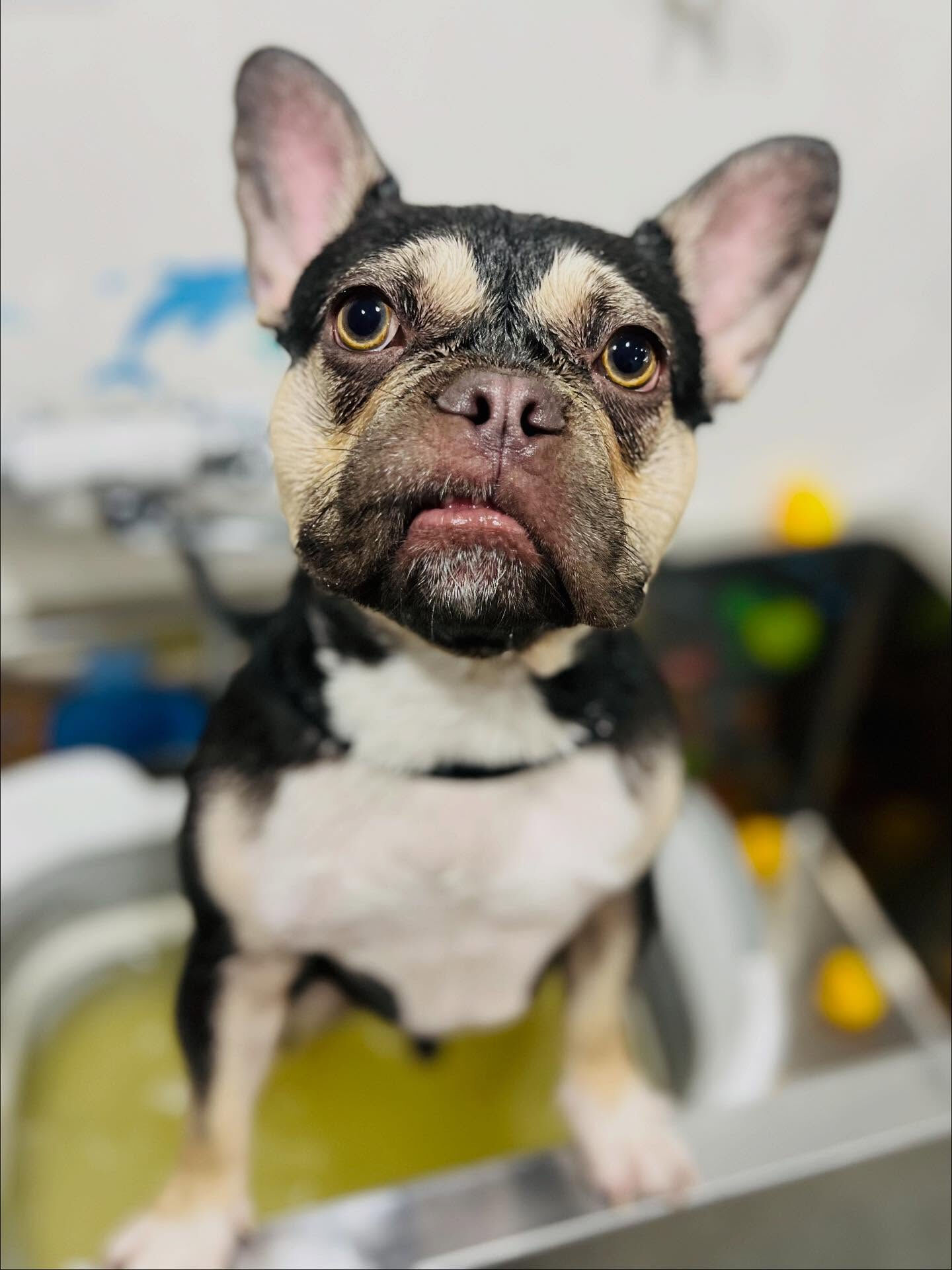 ご来店いただいたシルバくんです🐶✨