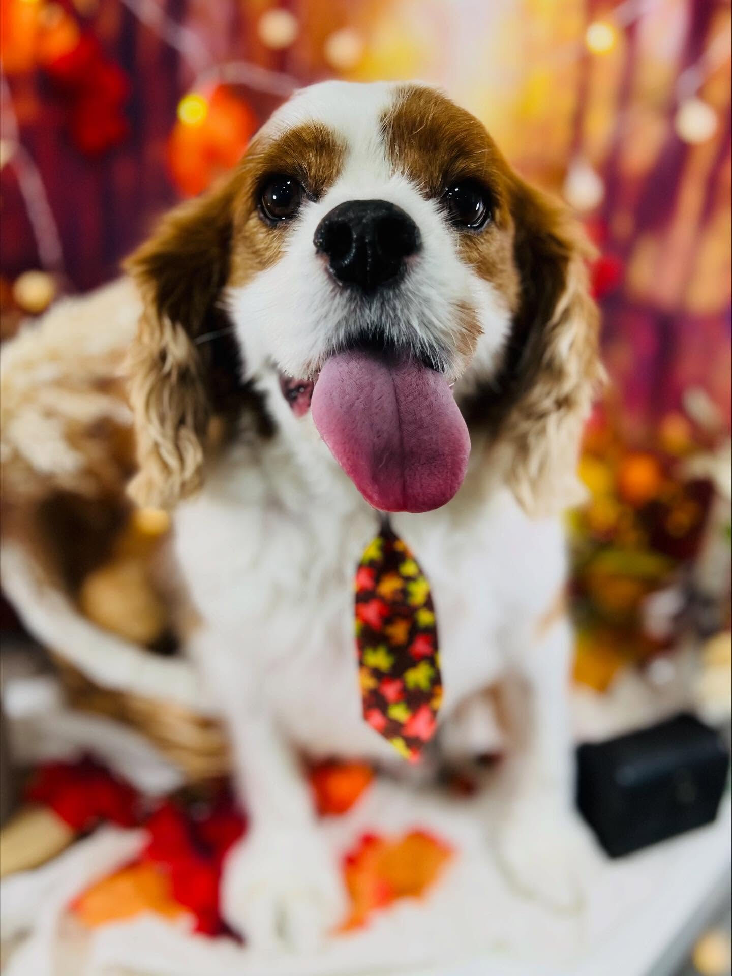 ご来店いただいたロンくんです🐶✨